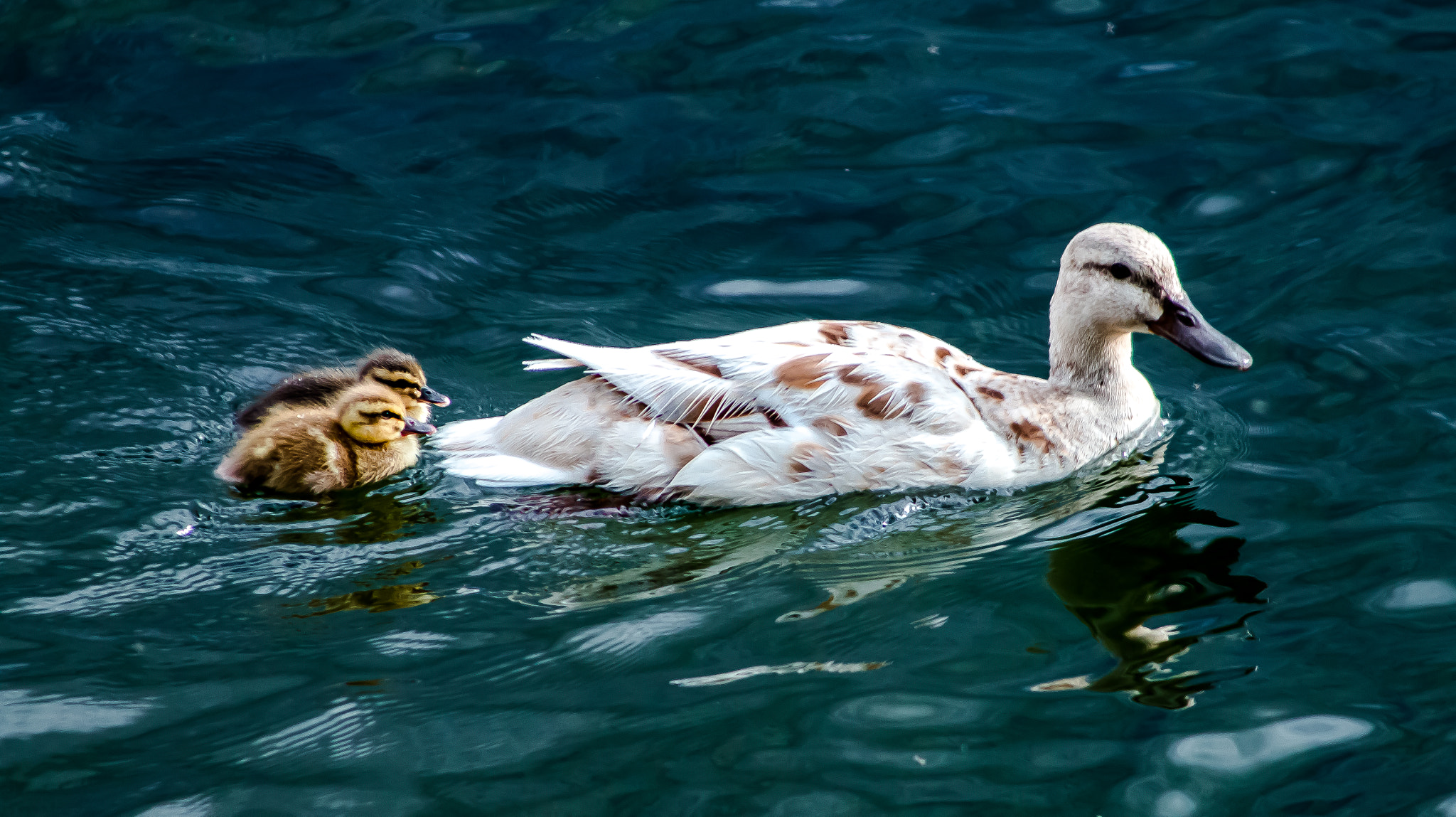 Canon EF 55-200mm F4.5-5.6 II USM sample photo. Mommy photography