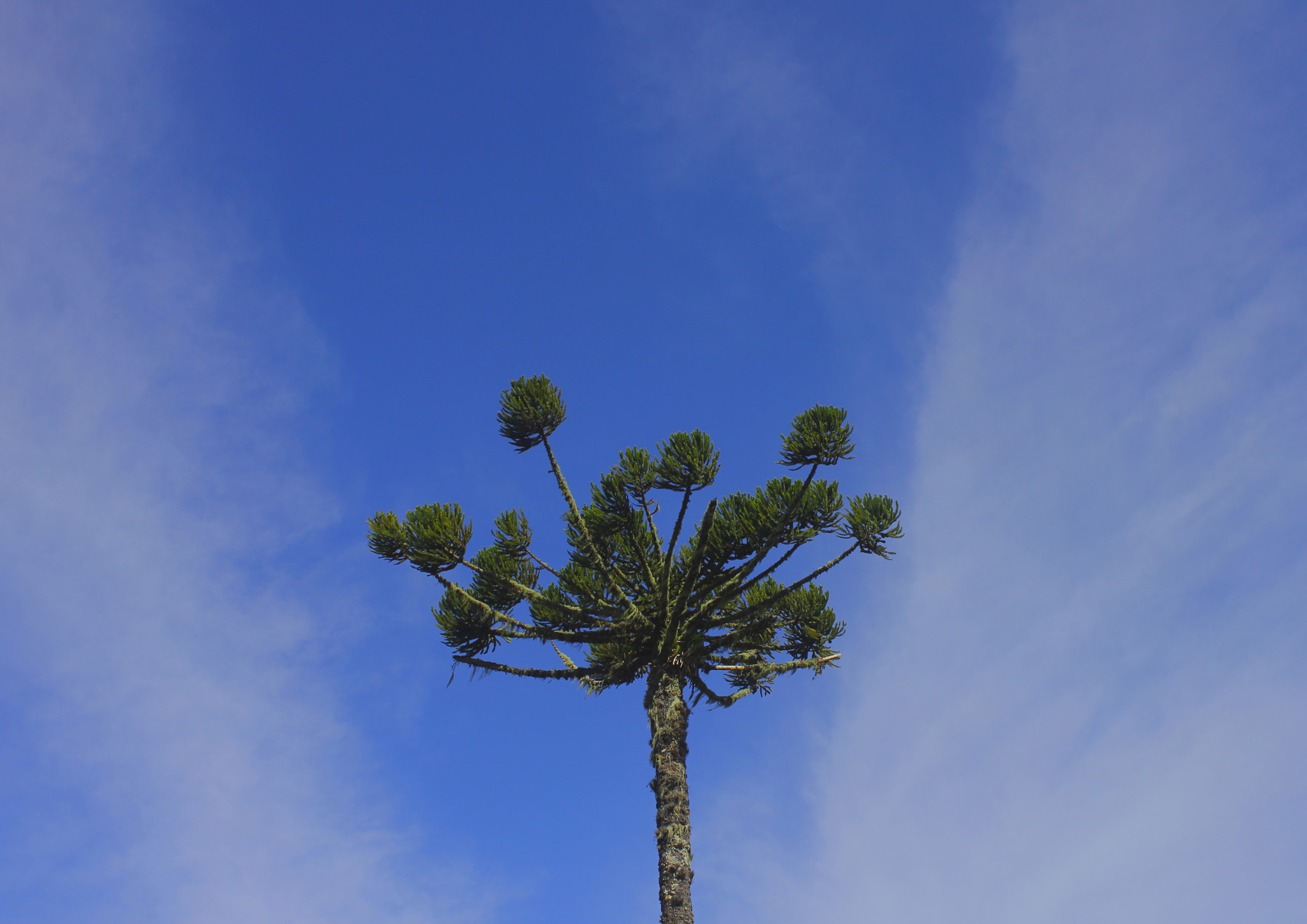 Canon EF-S 18-55mm F3.5-5.6 IS sample photo. Araucaria angustifolia photography