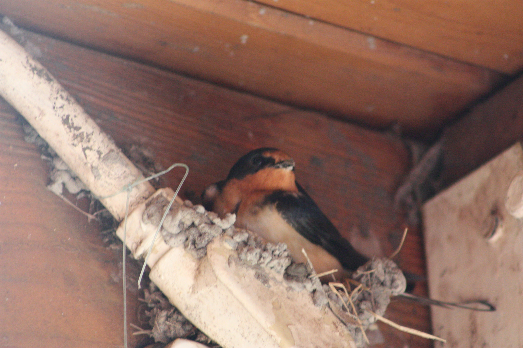 Canon EOS 450D (EOS Rebel XSi / EOS Kiss X2) sample photo. Little bird photography