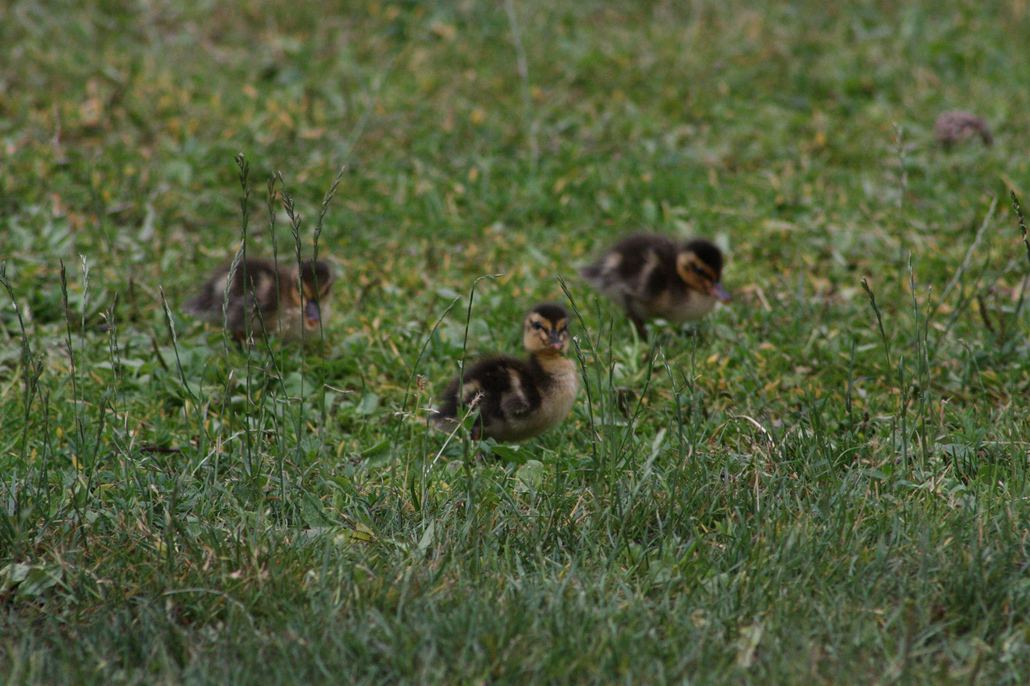 Canon EOS 450D (EOS Rebel XSi / EOS Kiss X2) sample photo. Lil' ducklings photography