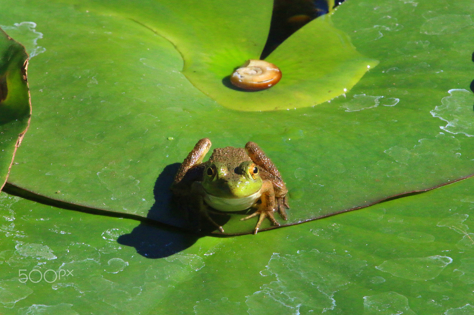 Canon EF 100-400mm F4.5-5.6L IS USM sample photo. Quarryhill frog photography