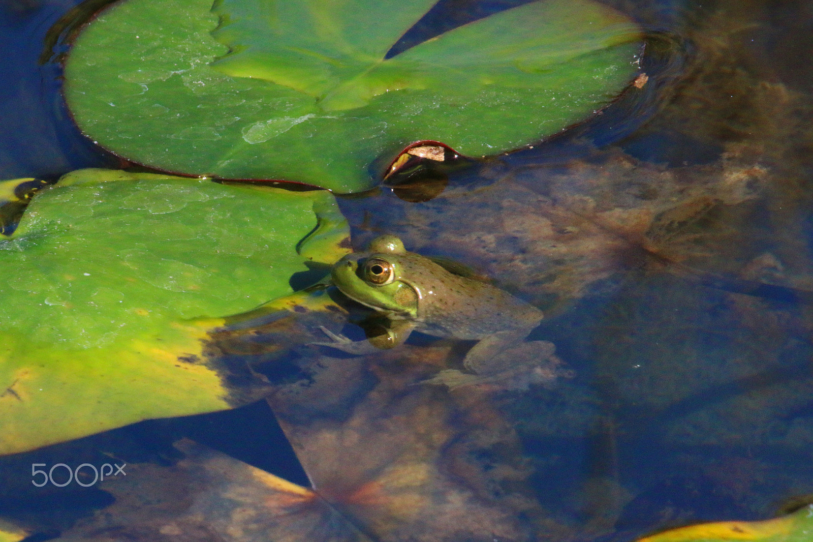 Canon EF 100-400mm F4.5-5.6L IS USM sample photo. Quarryhill frog photography