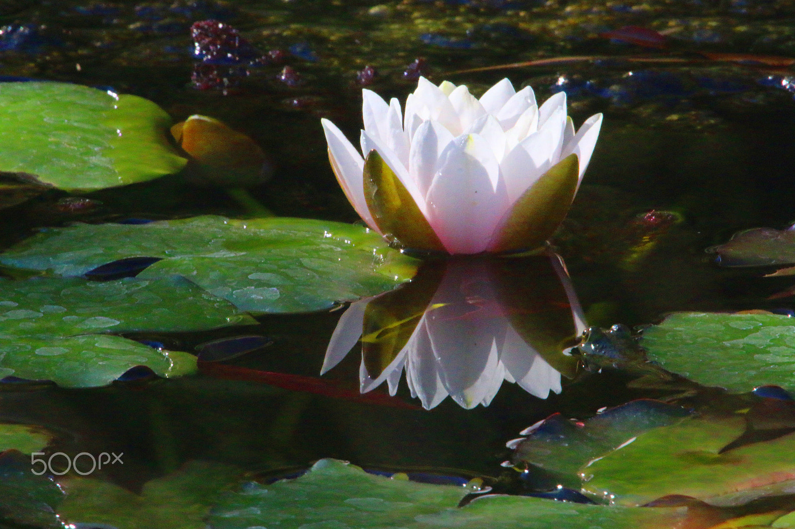 Canon EF 100-400mm F4.5-5.6L IS USM sample photo. Quarryhill frog photography