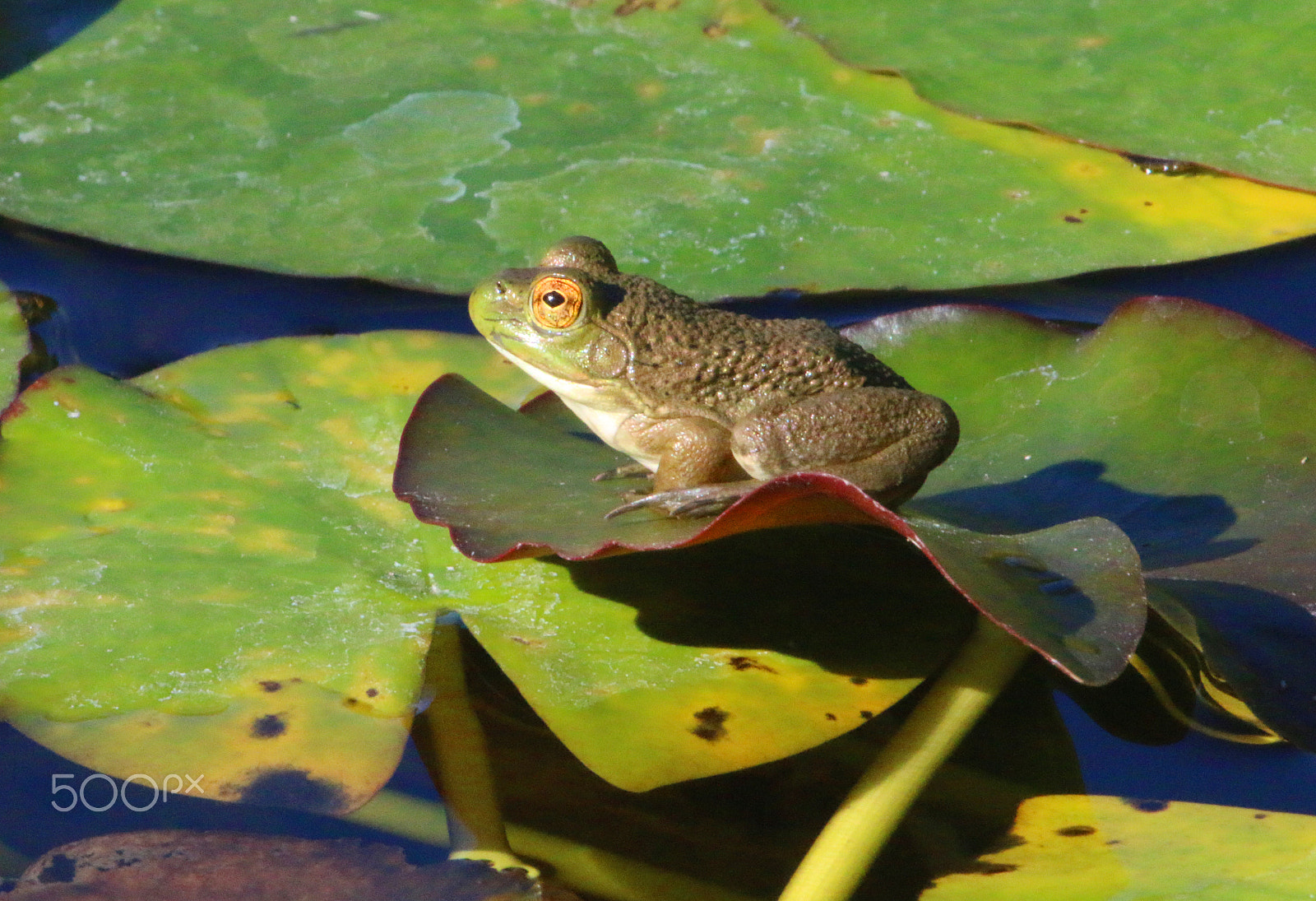Canon EF 100-400mm F4.5-5.6L IS USM sample photo. Quarryhill frog photography
