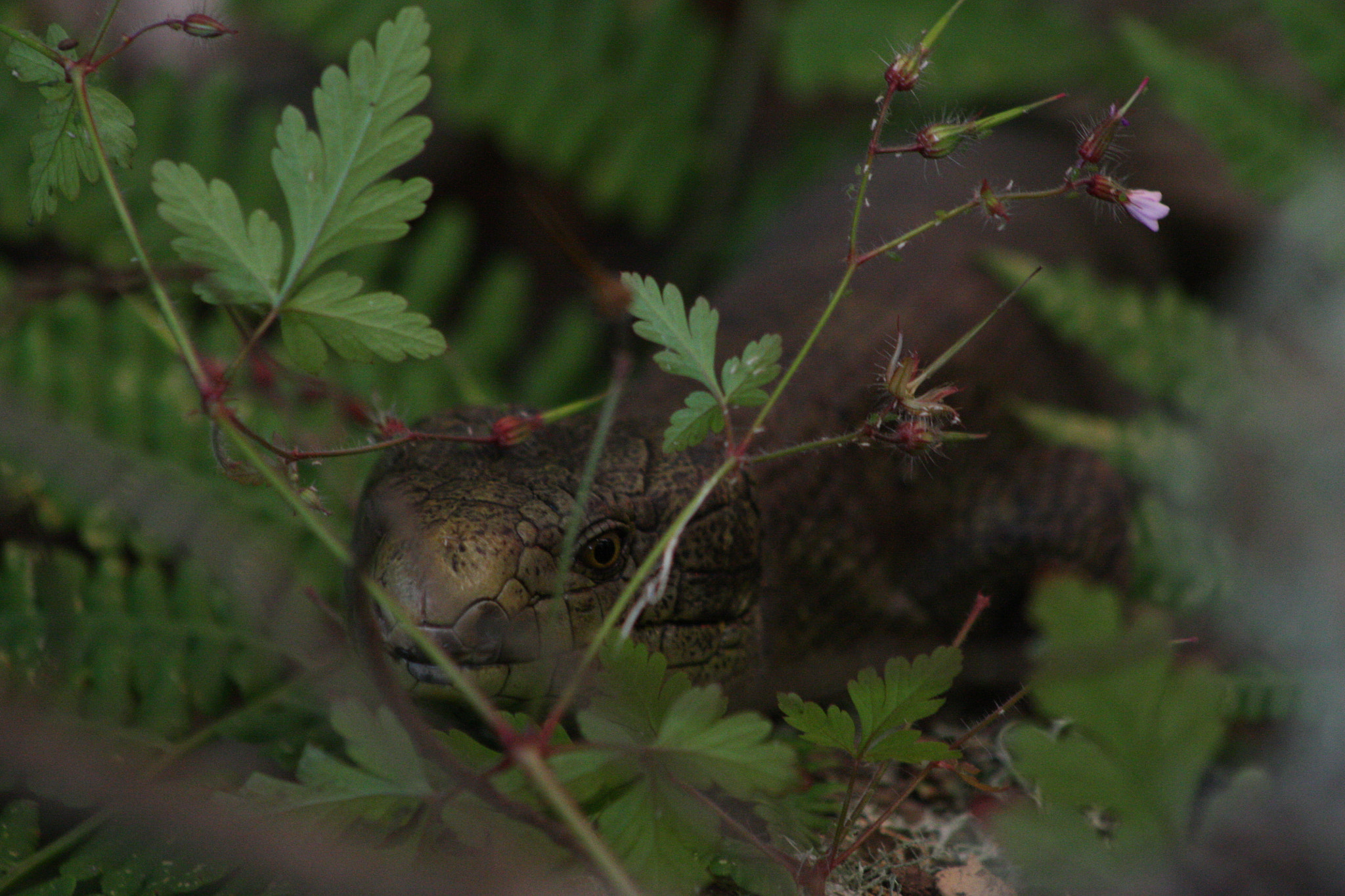 Canon EOS 450D (EOS Rebel XSi / EOS Kiss X2) sample photo. Hiding skink photography