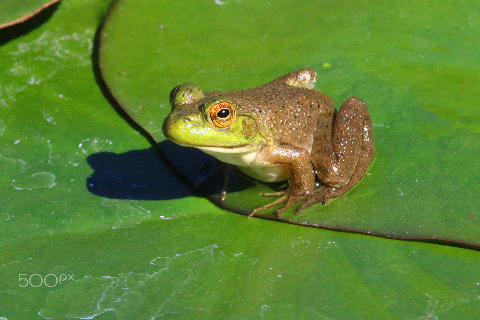 Canon EF 100-400mm F4.5-5.6L IS USM sample photo. Quarryhill frog photography