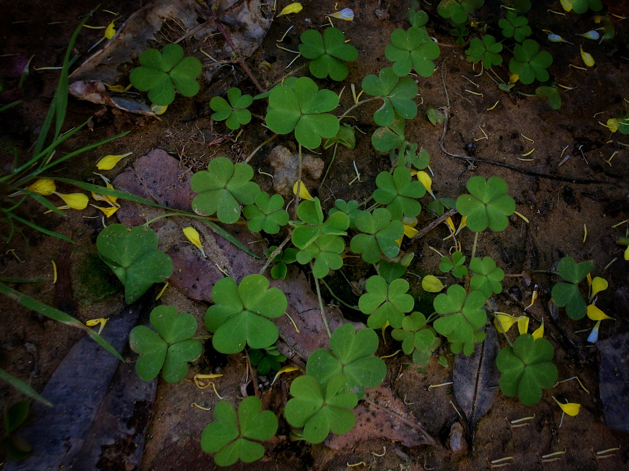 Kodak EASYSHARE M340 DIGITAL CAMERA sample photo. Luck all around photography