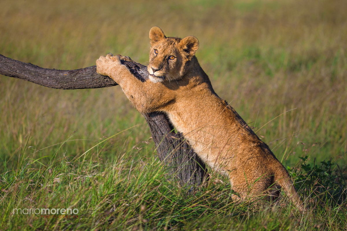 Canon EOS-1D X + Canon EF 200-400mm F4L IS USM Extender 1.4x sample photo. Claw sharpening photography