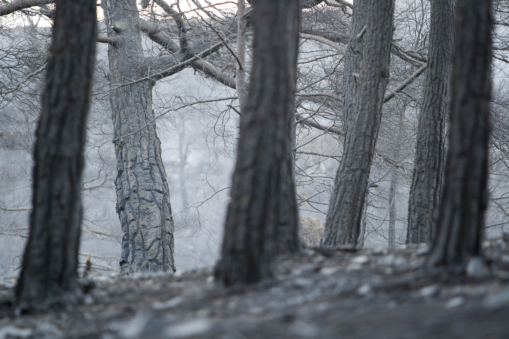 Canon EF 70-200mm F2.8L IS USM sample photo. After the disaster photography