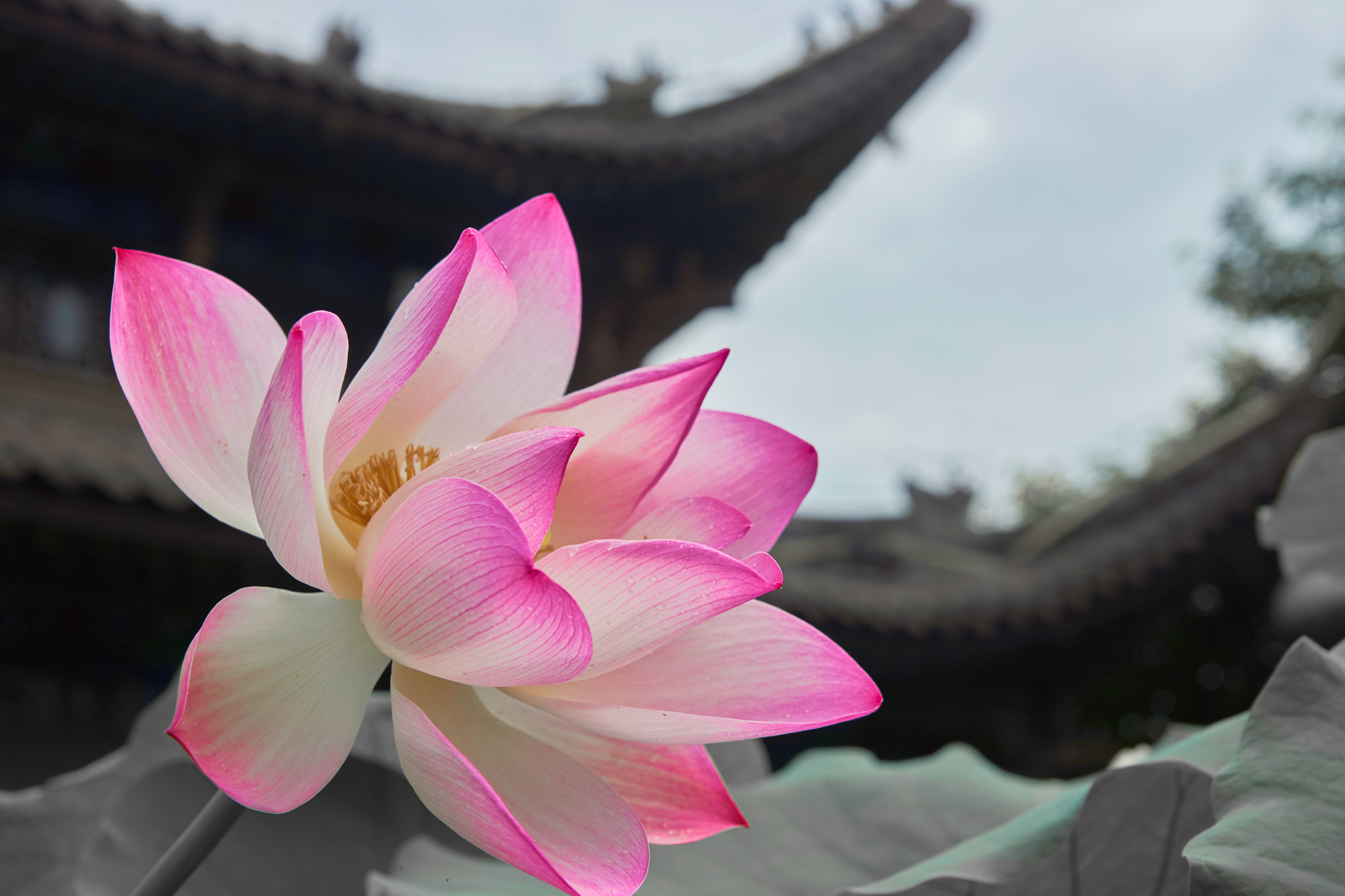 Sony SLT-A77 sample photo
