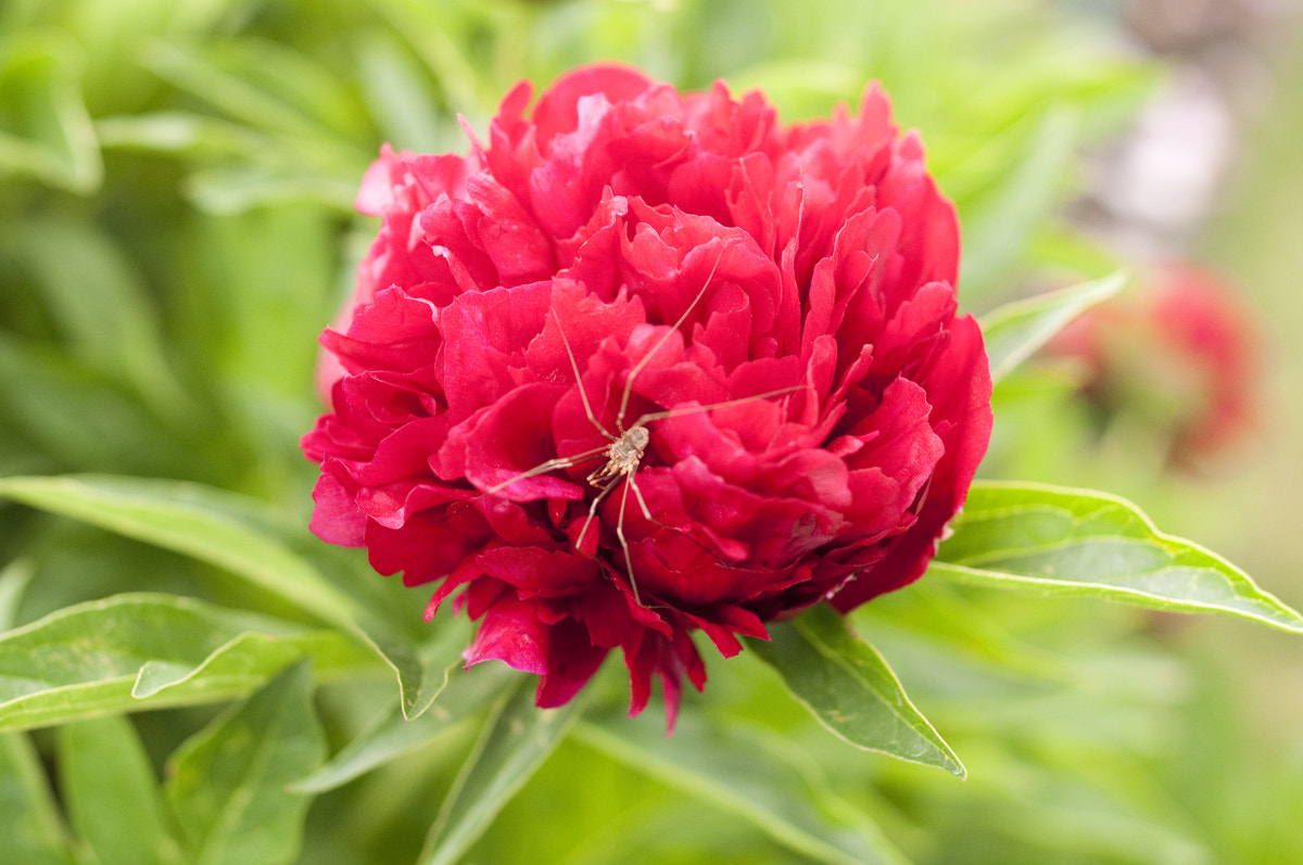 Nikon D90 + Nikon AF-S Nikkor 28mm F1.8G sample photo. Red peony with spider photography