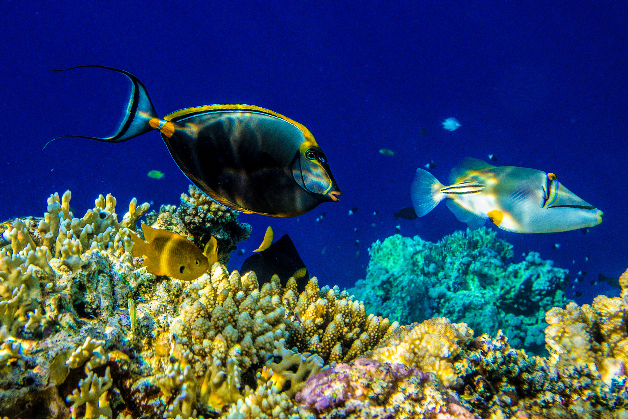 Sony SLT-A55 (SLT-A55V) + Sony DT 16-50mm F2.8 SSM sample photo. Surgeonfish photography