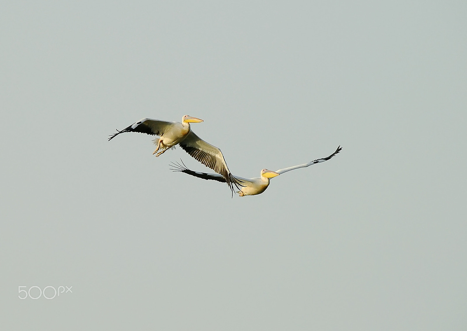 Sigma 50-500mm F4-6.3 EX APO RF HSM sample photo. Pelicans photography
