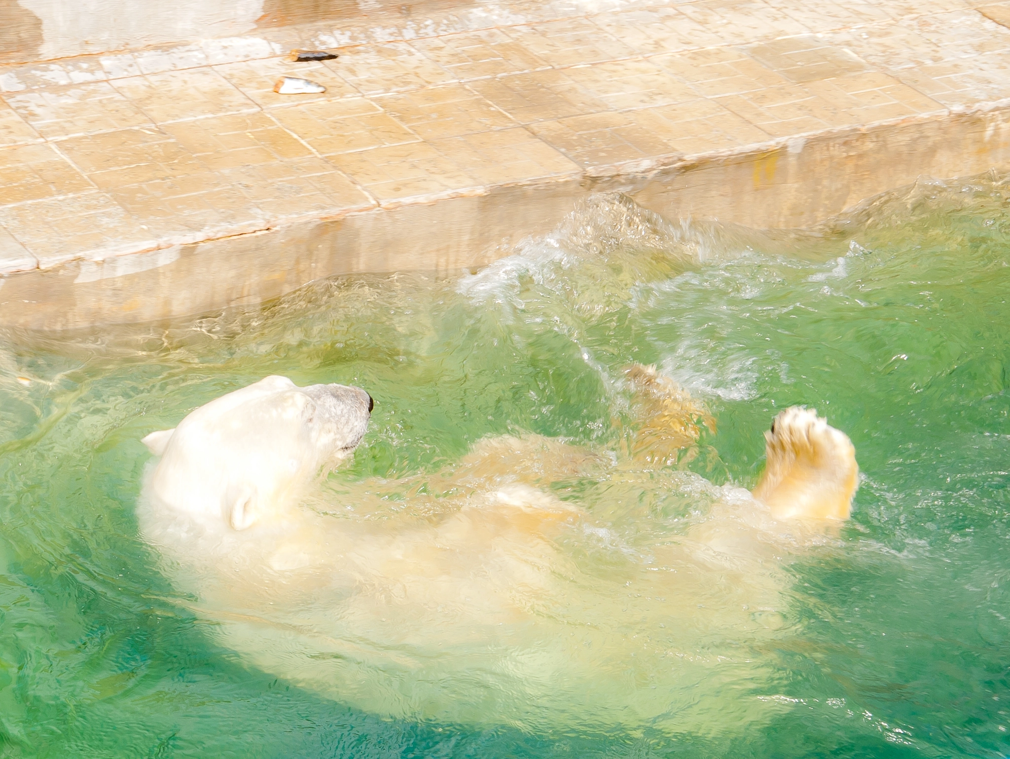 Nikon D200 sample photo. Polar bear photography
