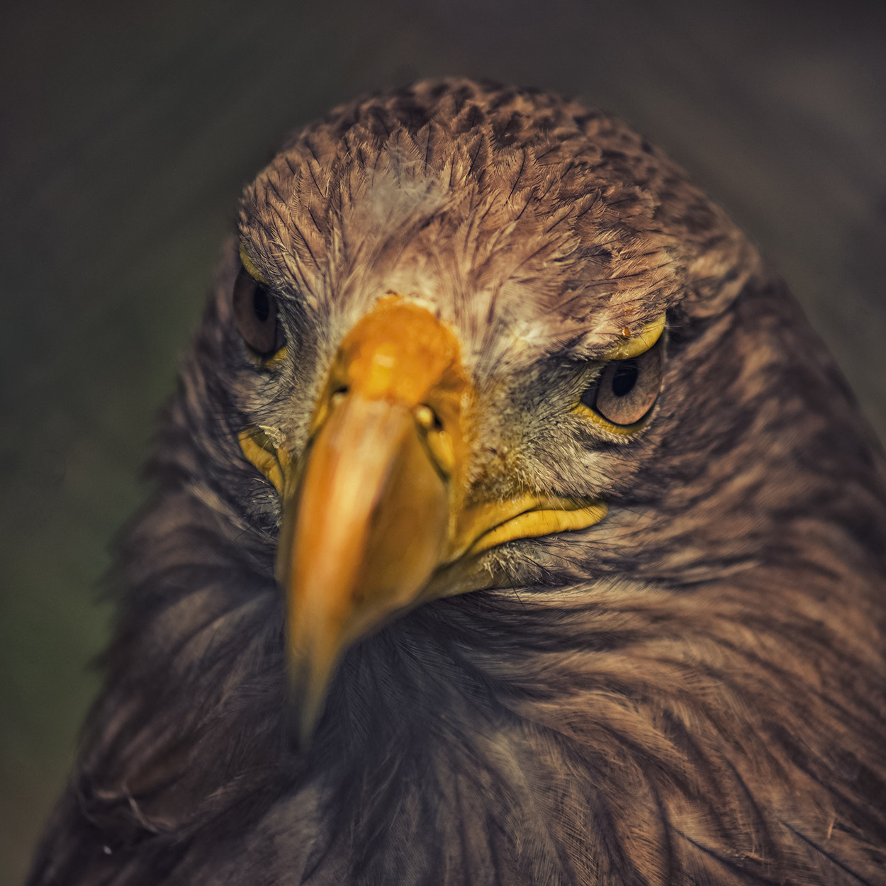 Sony Alpha DSLR-A850 + Minolta AF 70-210mm F4 Macro sample photo. Eagle eyes photography