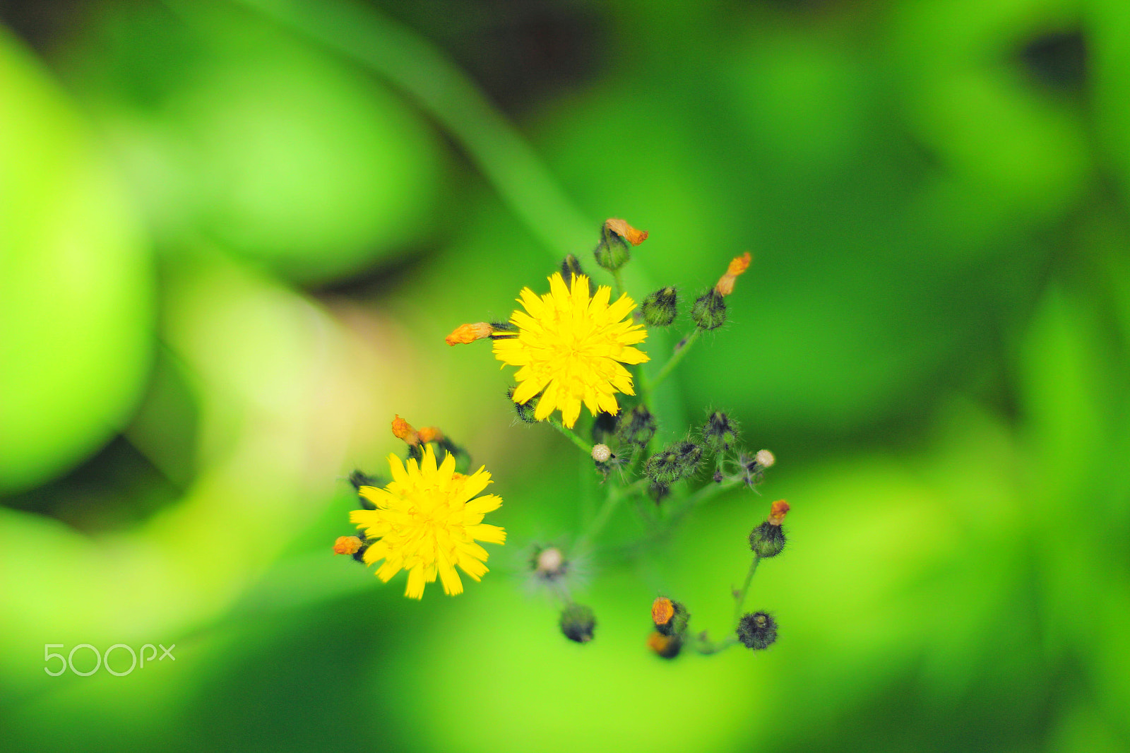 Canon EOS 650D (EOS Rebel T4i / EOS Kiss X6i) + Canon EF 50mm F1.8 II sample photo. Spring has come photography