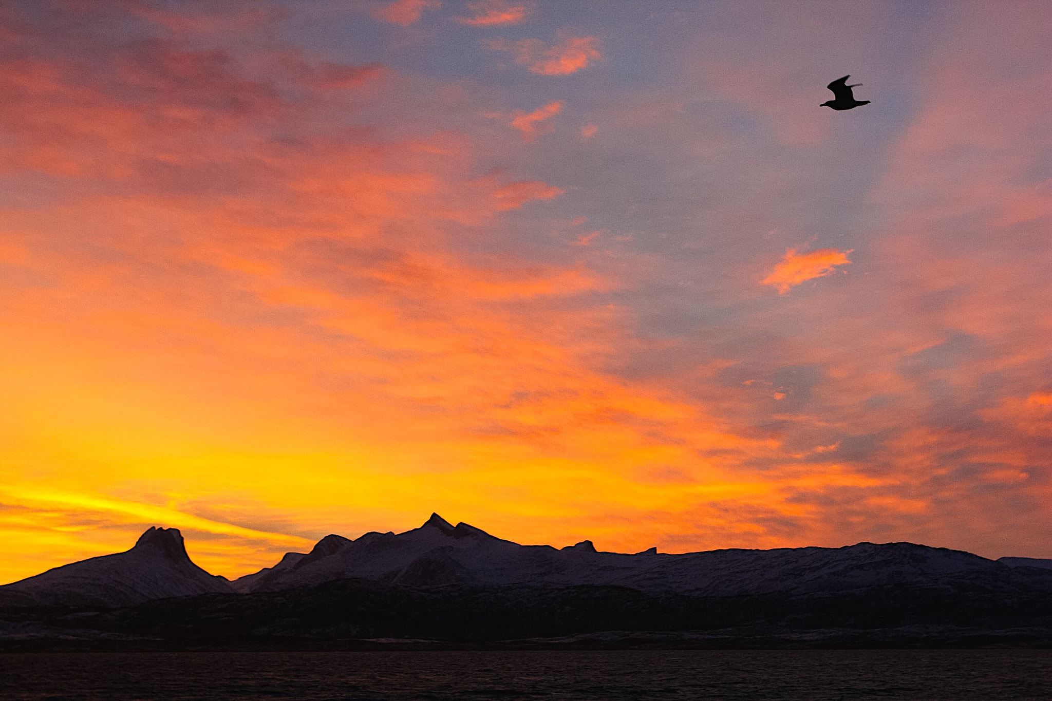 Canon EOS 450D (EOS Rebel XSi / EOS Kiss X2) sample photo. Seagull in the morning sky. photography