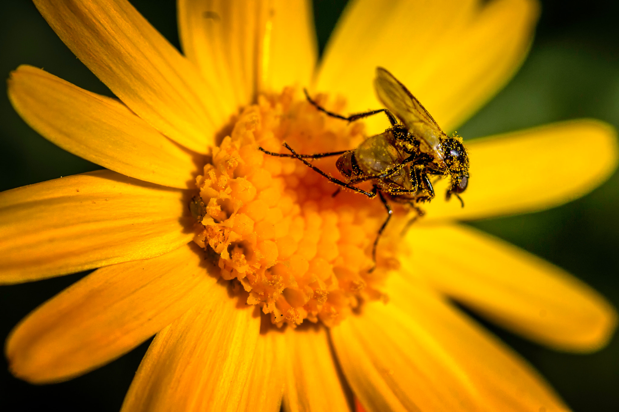 Sigma 50mm f/1.4 EX DG HSM + 1.4x sample photo. Yellow photography