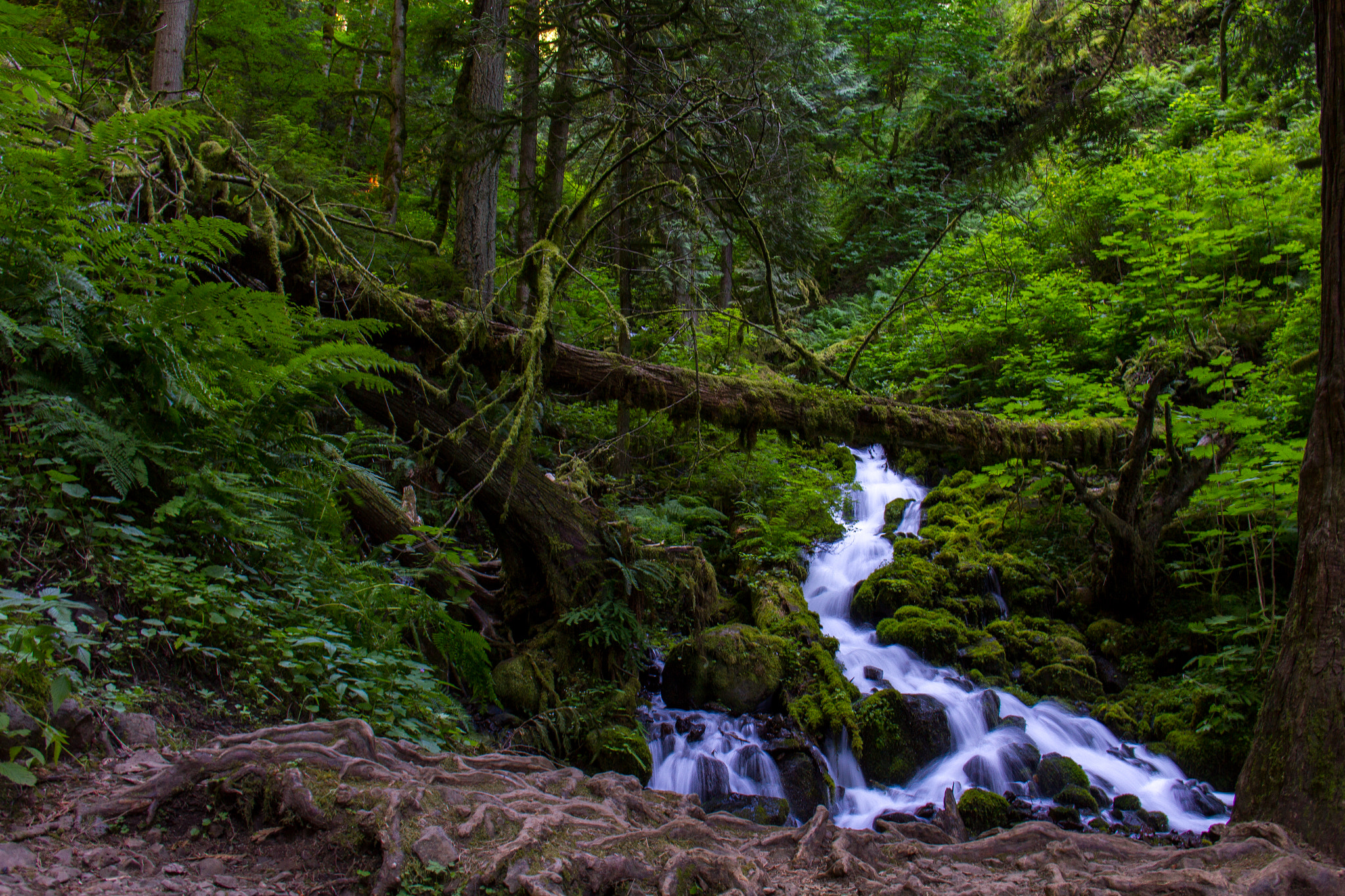 Canon EOS 550D (EOS Rebel T2i / EOS Kiss X4) sample photo. Scene from wahkeena falls trail route- portland,or photography