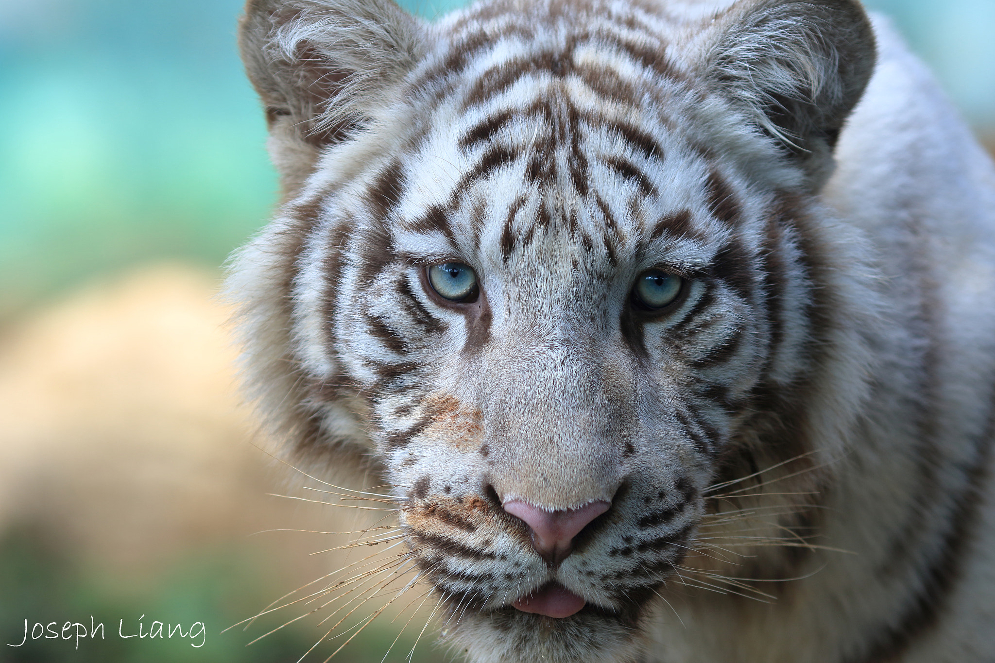 Canon EOS 7D Mark II + Canon EF 135mm F2L USM sample photo. Little white tiger photography