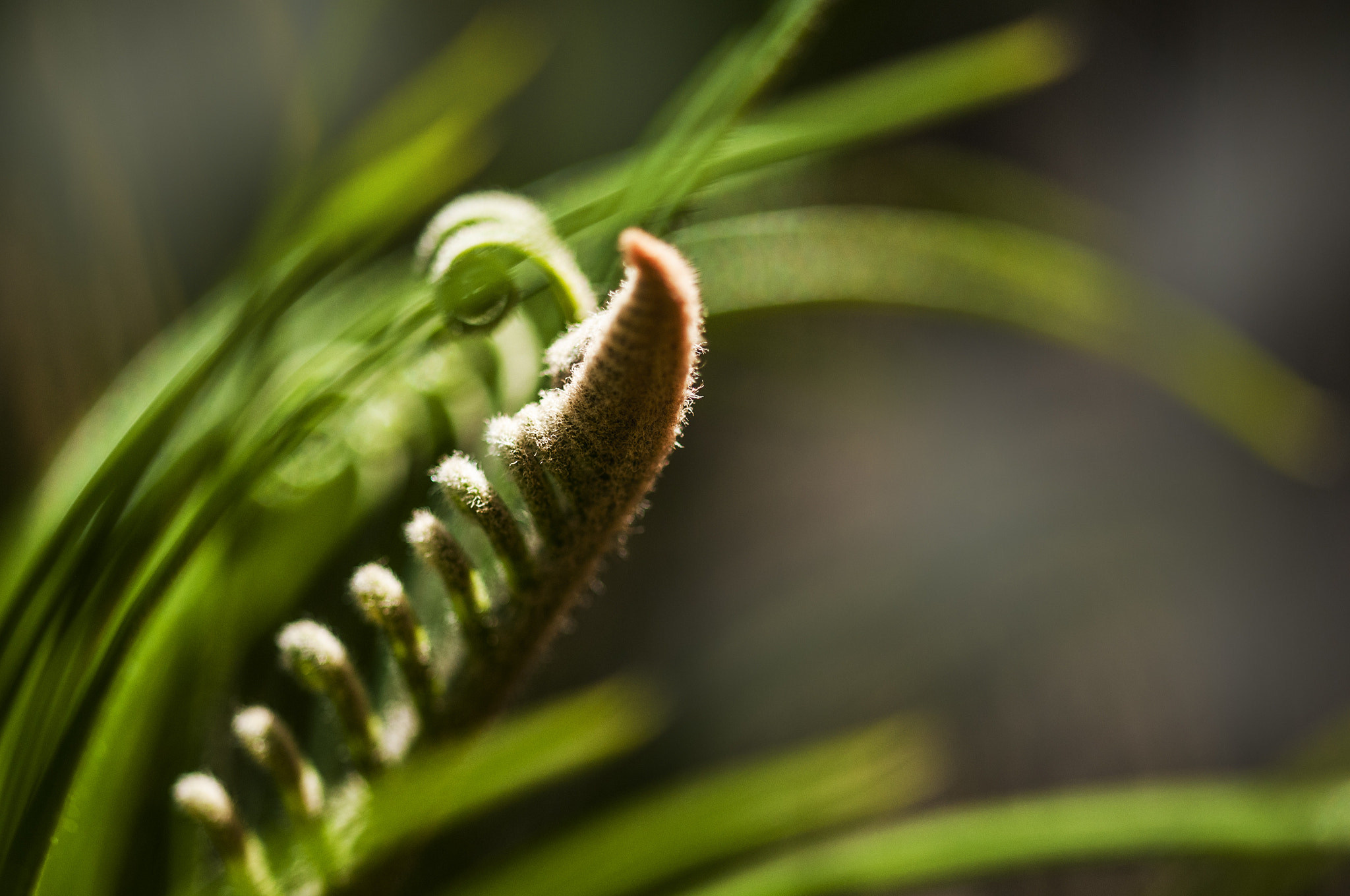 Sigma 105mm F2.8 EX DG OS HSM sample photo. Verde2 photography