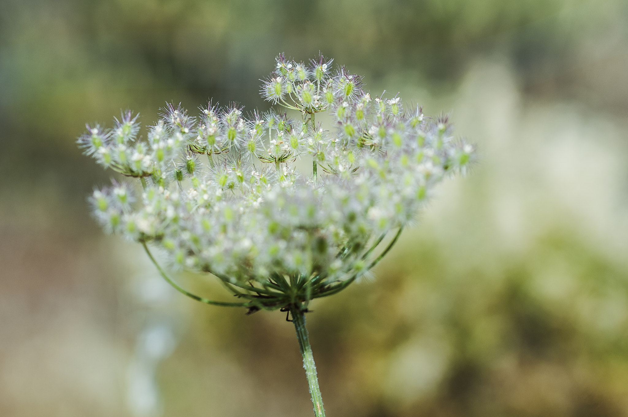 Sigma 105mm F2.8 EX DG OS HSM sample photo. Luz photography