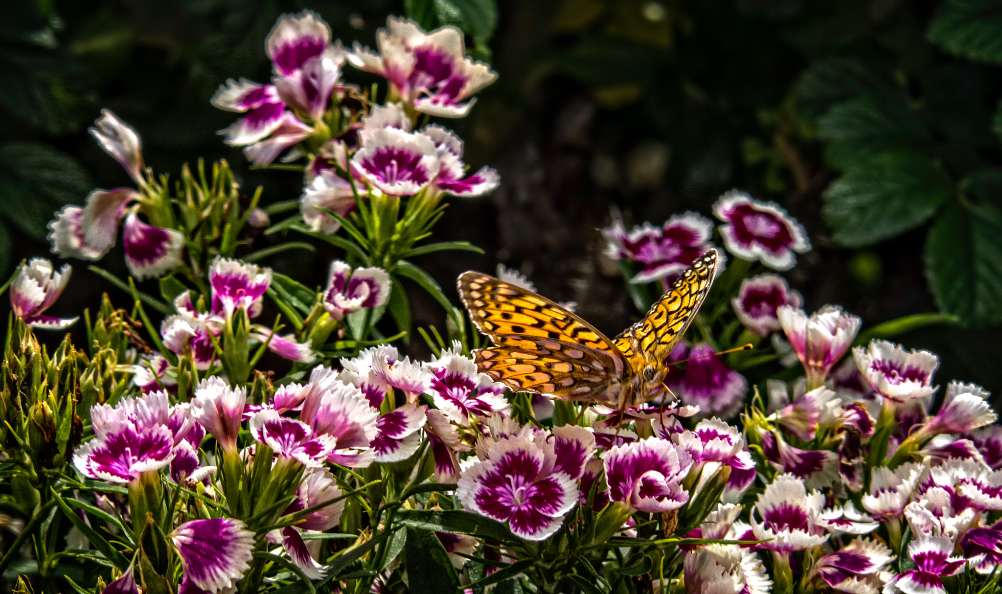 Olympus OM-D E-M1 + Panasonic Lumix G Vario 45-200mm F4-5.6 OIS sample photo. A  butterfly landing photography