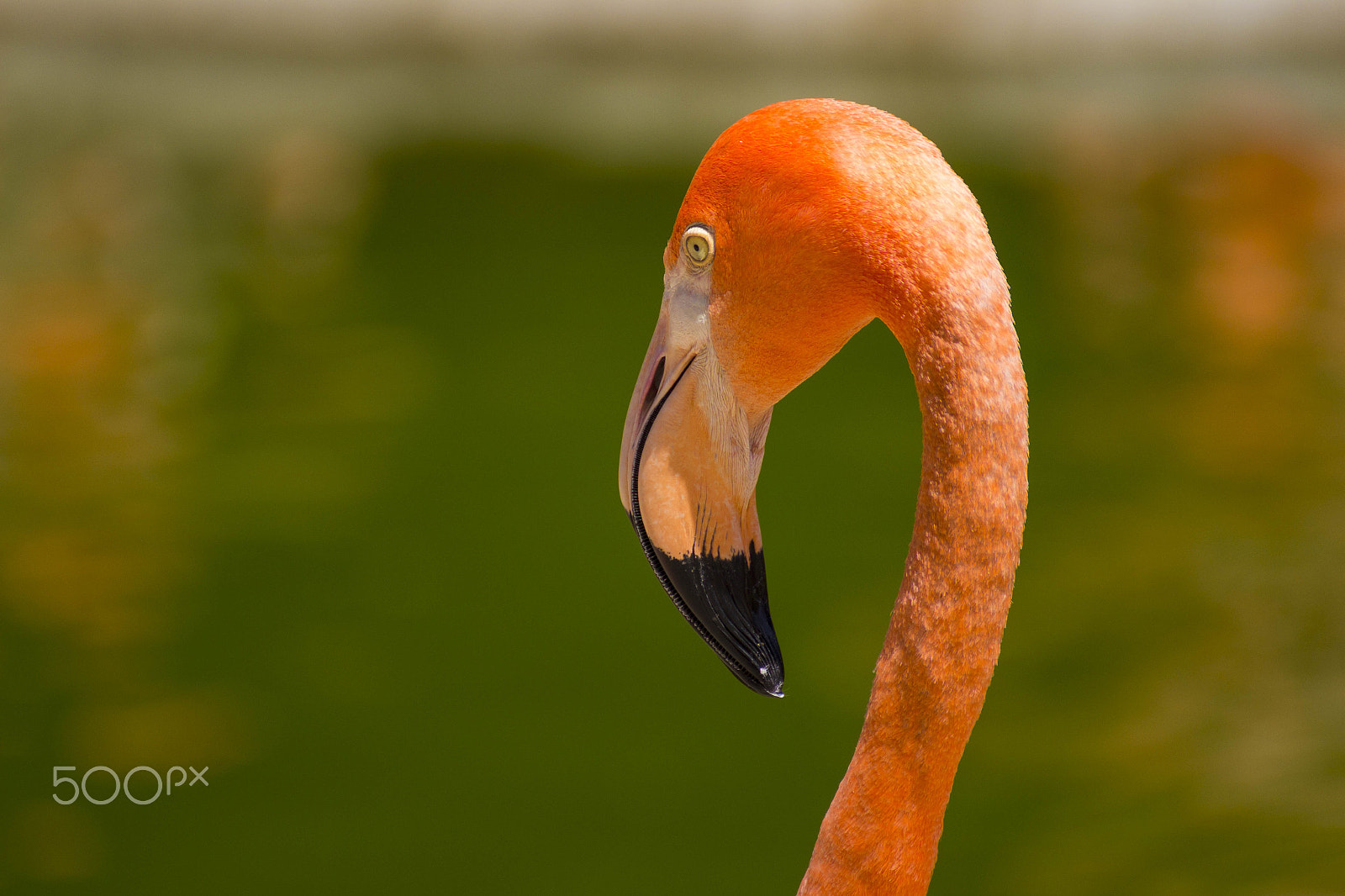 Tamron SP 35mm F1.8 Di VC USD sample photo. Flamingo photography