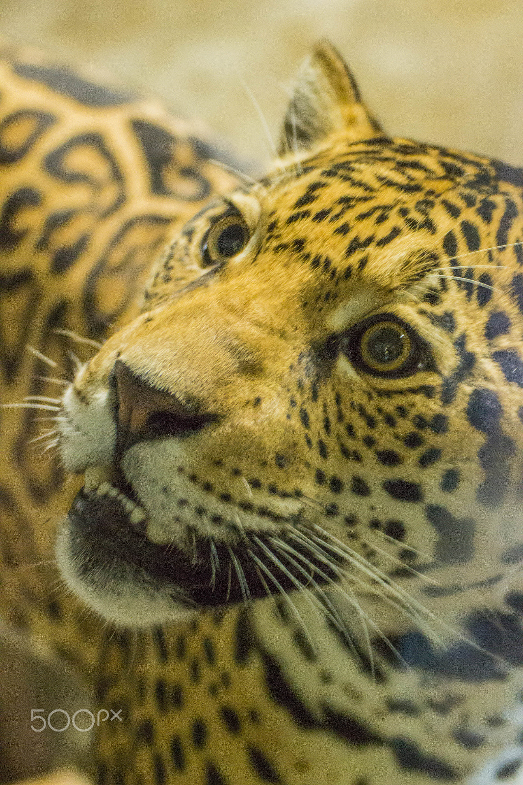 Tamron SP 35mm F1.8 Di VC USD sample photo. Jaguar photography