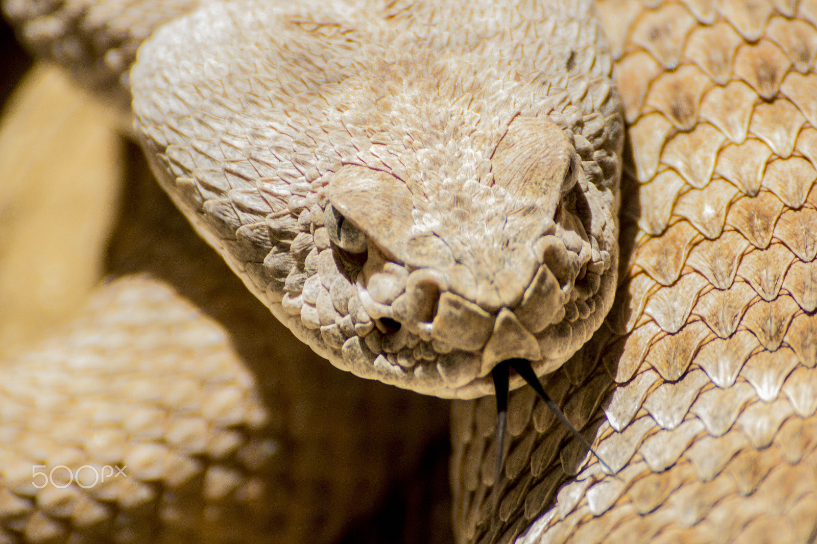 Tamron SP 35mm F1.8 Di VC USD sample photo. Diamondback rattlesnake! photography