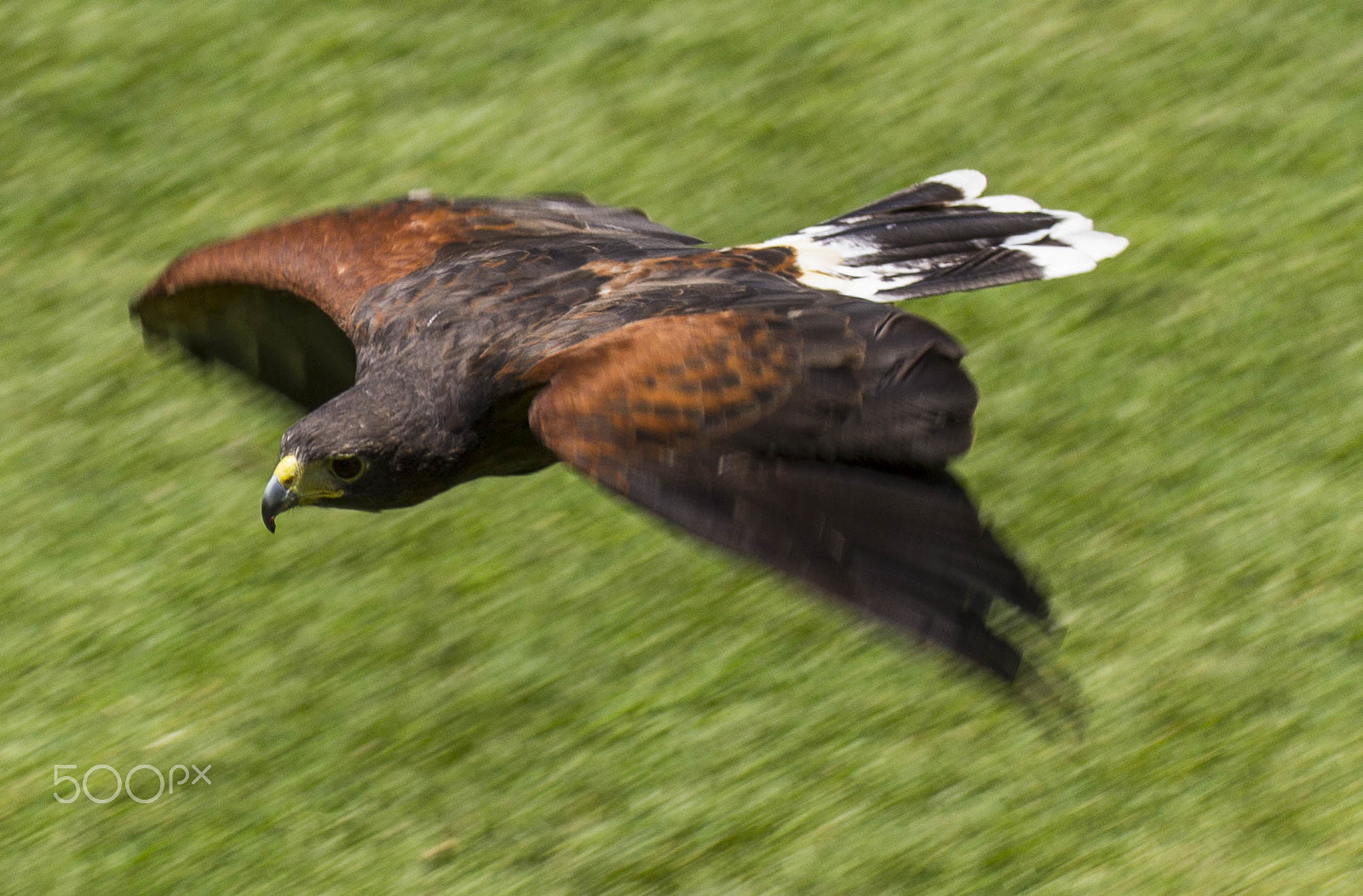 Tamron SP 35mm F1.8 Di VC USD sample photo. Hawk! photography