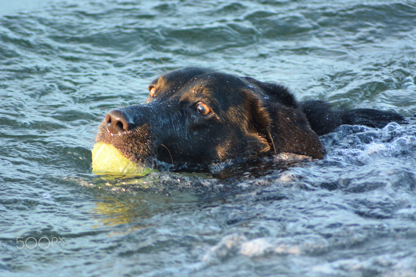 Nikon AF Nikkor 70-300mm F4-5.6G sample photo. Swimming photography