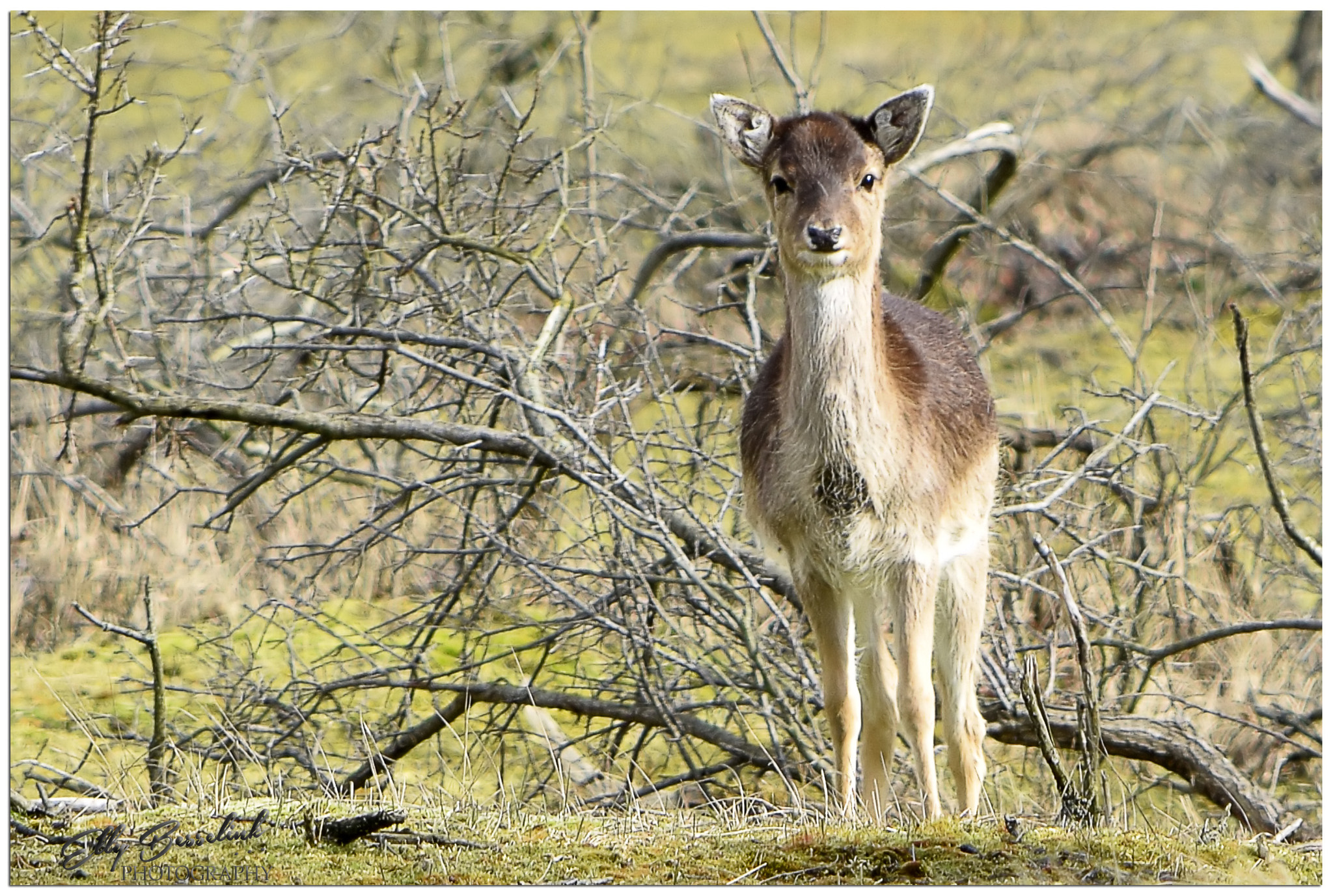 AF Zoom-Nikkor 75-300mm f/4.5-5.6 sample photo. What a beauty photography