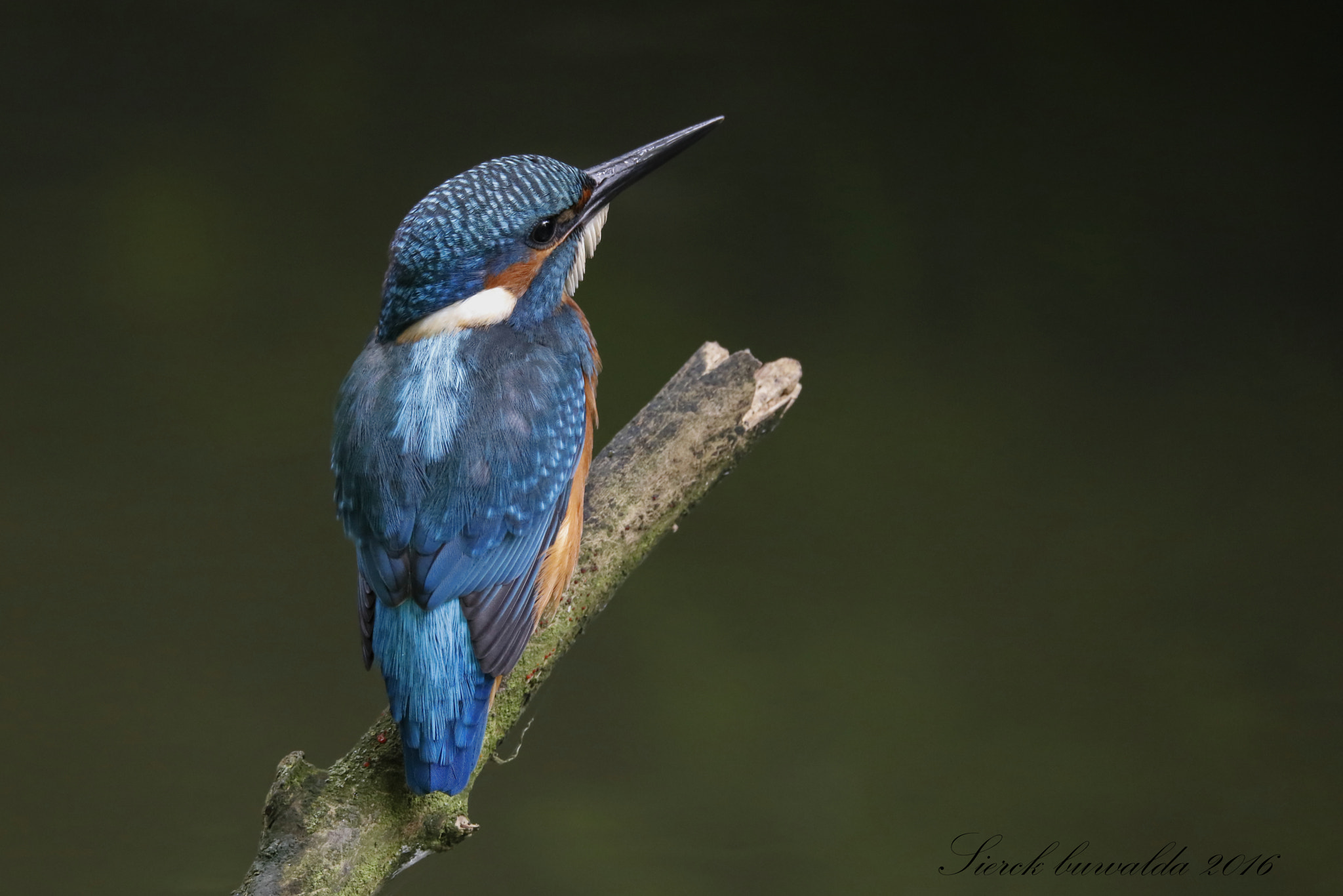 150-600mm F5-6.3 DG OS HSM | Sports 014 sample photo. Ijsvogel photography
