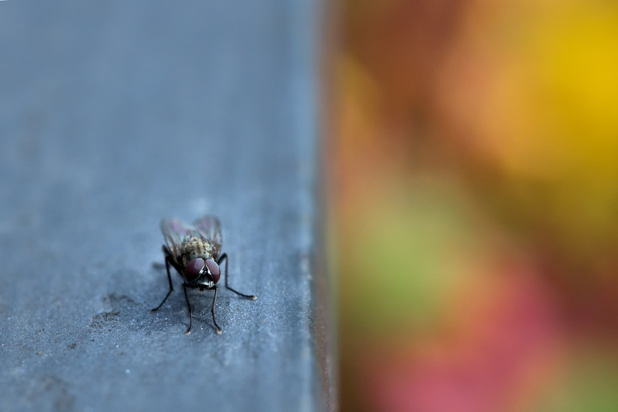 Nikon D810 + Nikon AF Micro-Nikkor 60mm F2.8D sample photo. Fly# photography