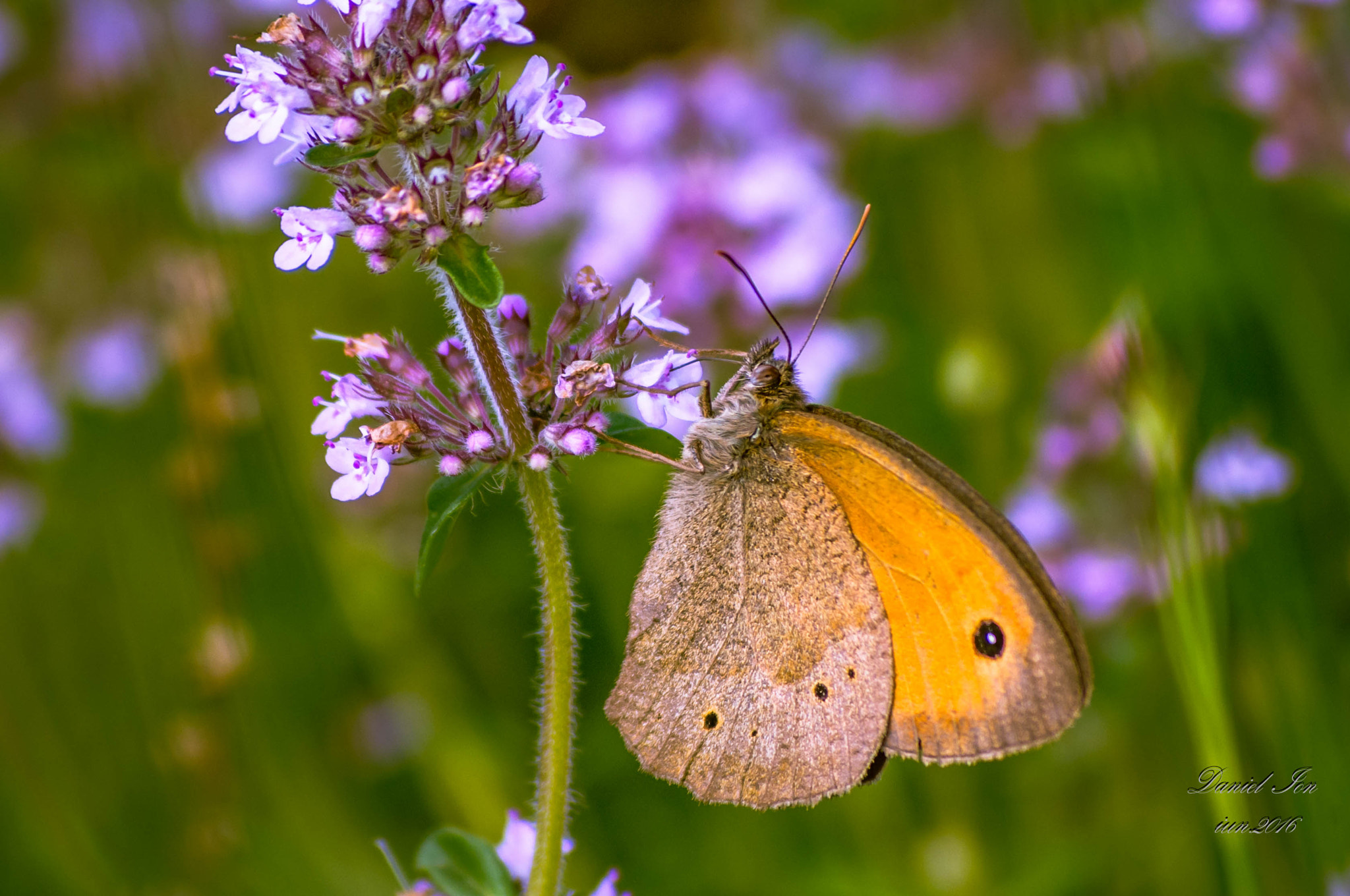 Pentax K-x sample photo. Butterfly photography