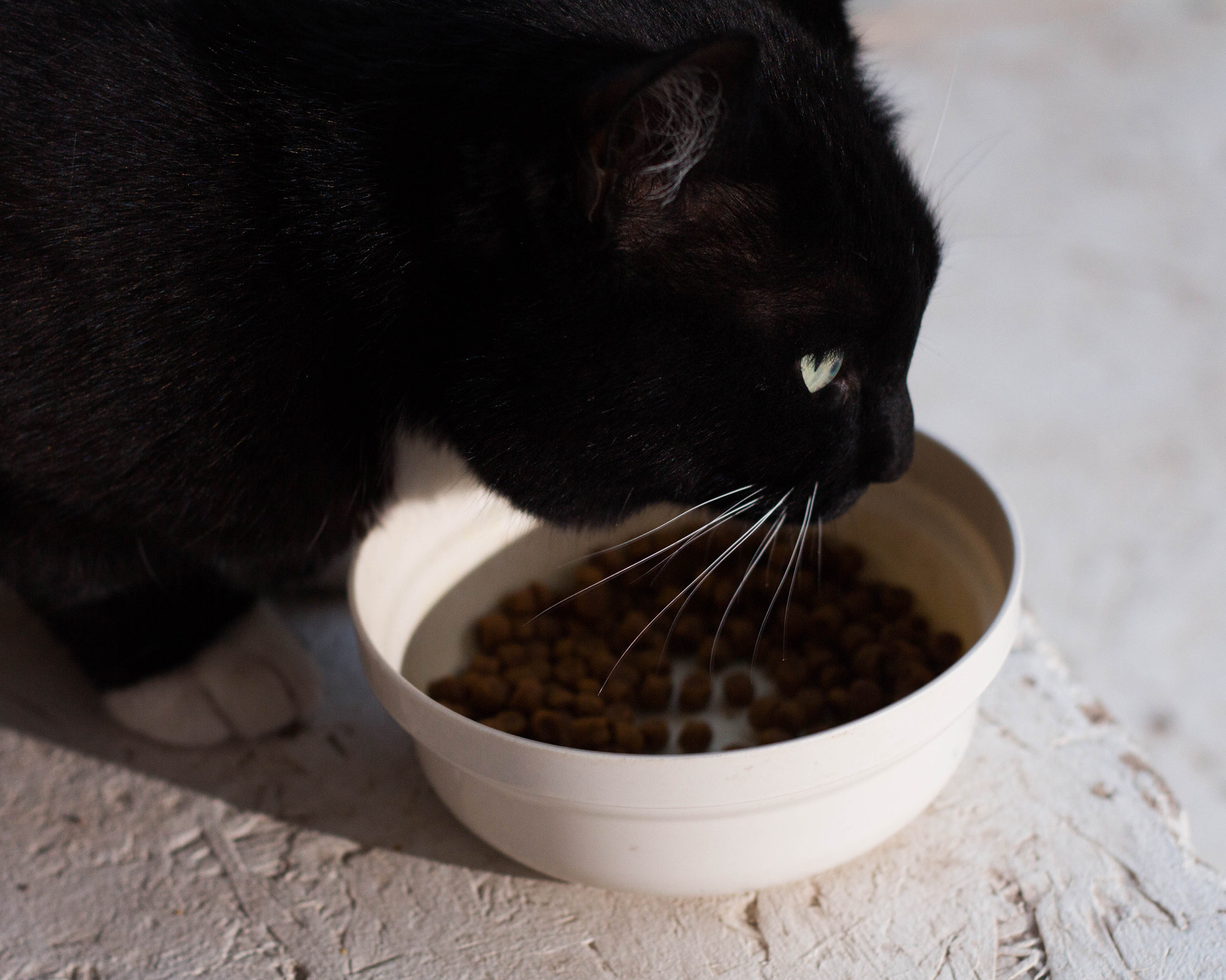 Canon EOS 650D (EOS Rebel T4i / EOS Kiss X6i) + Canon EF 50mm F1.8 II sample photo. Black cat eating photography