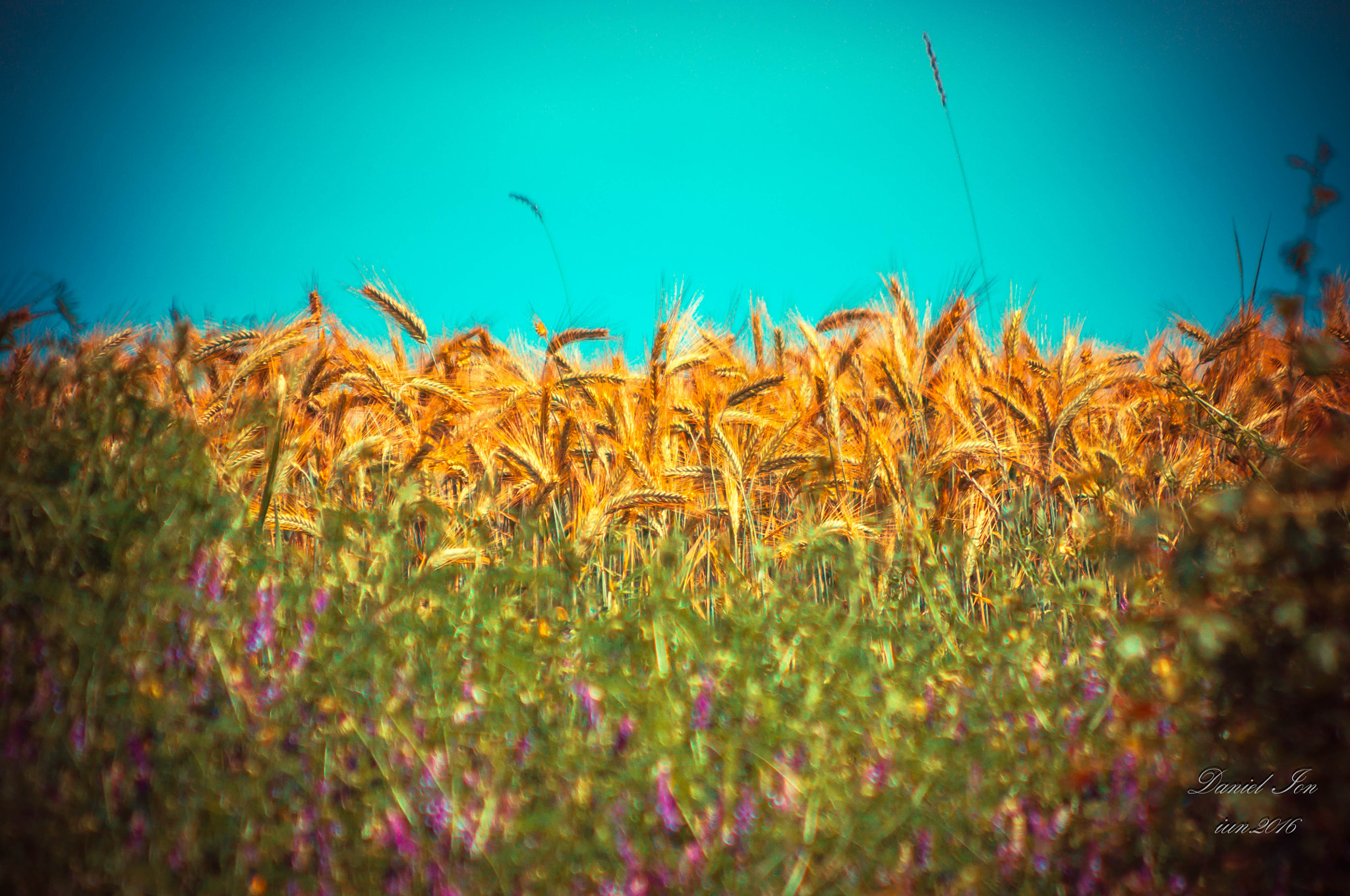 smc PENTAX-FA 80-320mm F4.5-5.6 sample photo. Summer photography