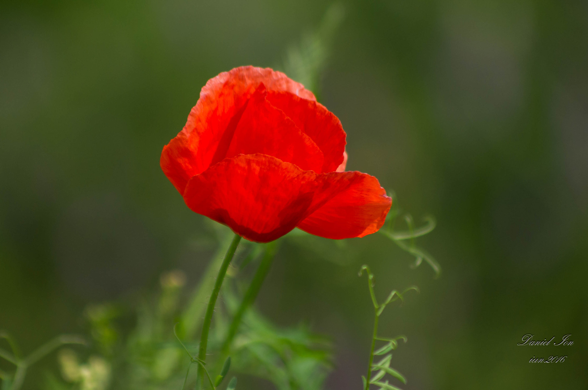 smc PENTAX-FA 80-320mm F4.5-5.6 sample photo. Red flower photography
