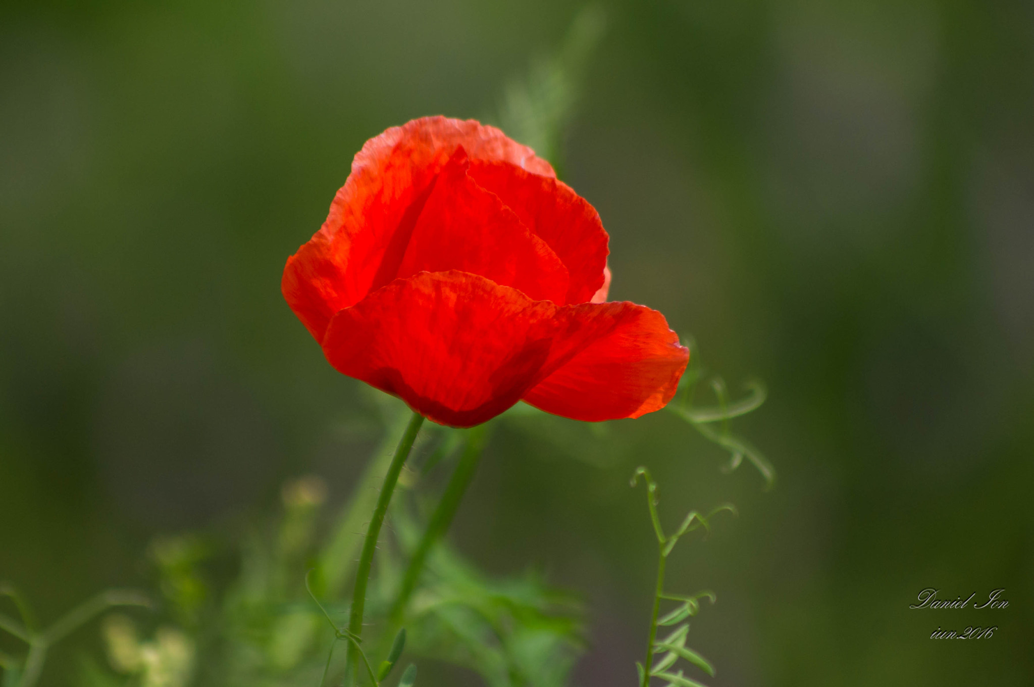 Pentax K-x sample photo. Red flower photography