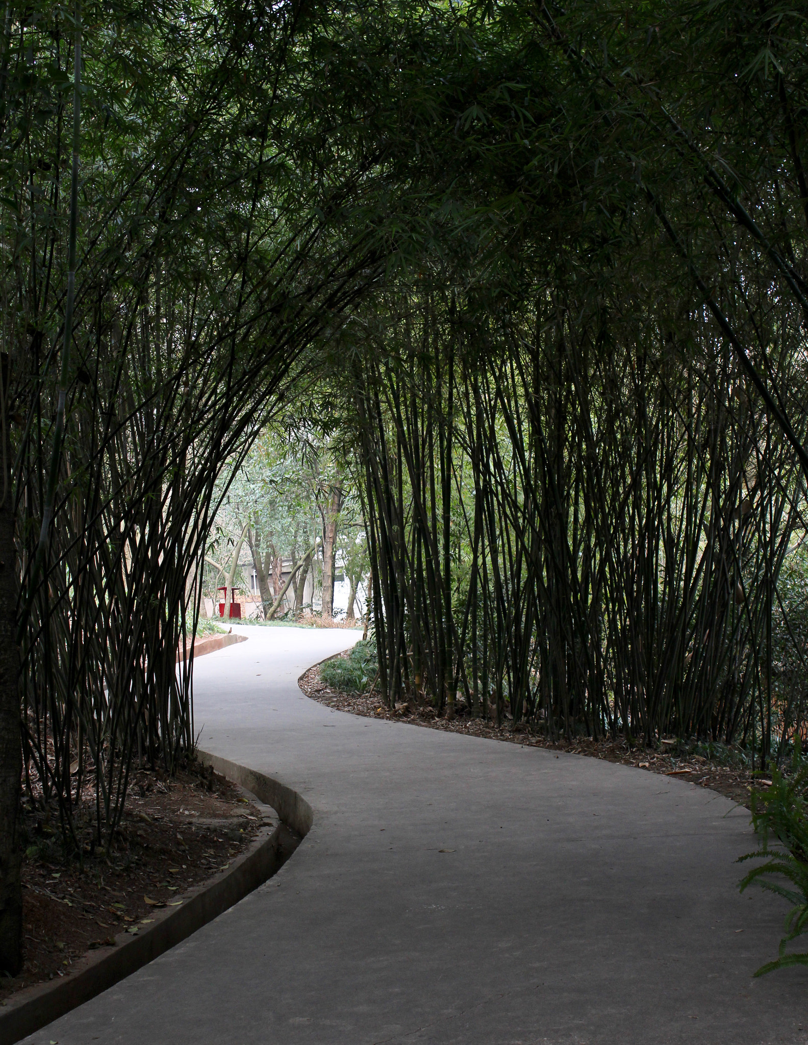 Canon EF-S 18-55mm F3.5-5.6 IS II sample photo. Panda zoo in chengdu, china photography