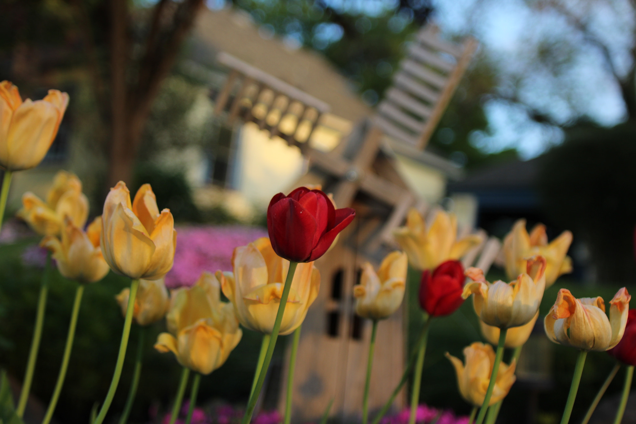 Canon EF 20-35mm f/2.8L sample photo. Neighbor's front yard photography
