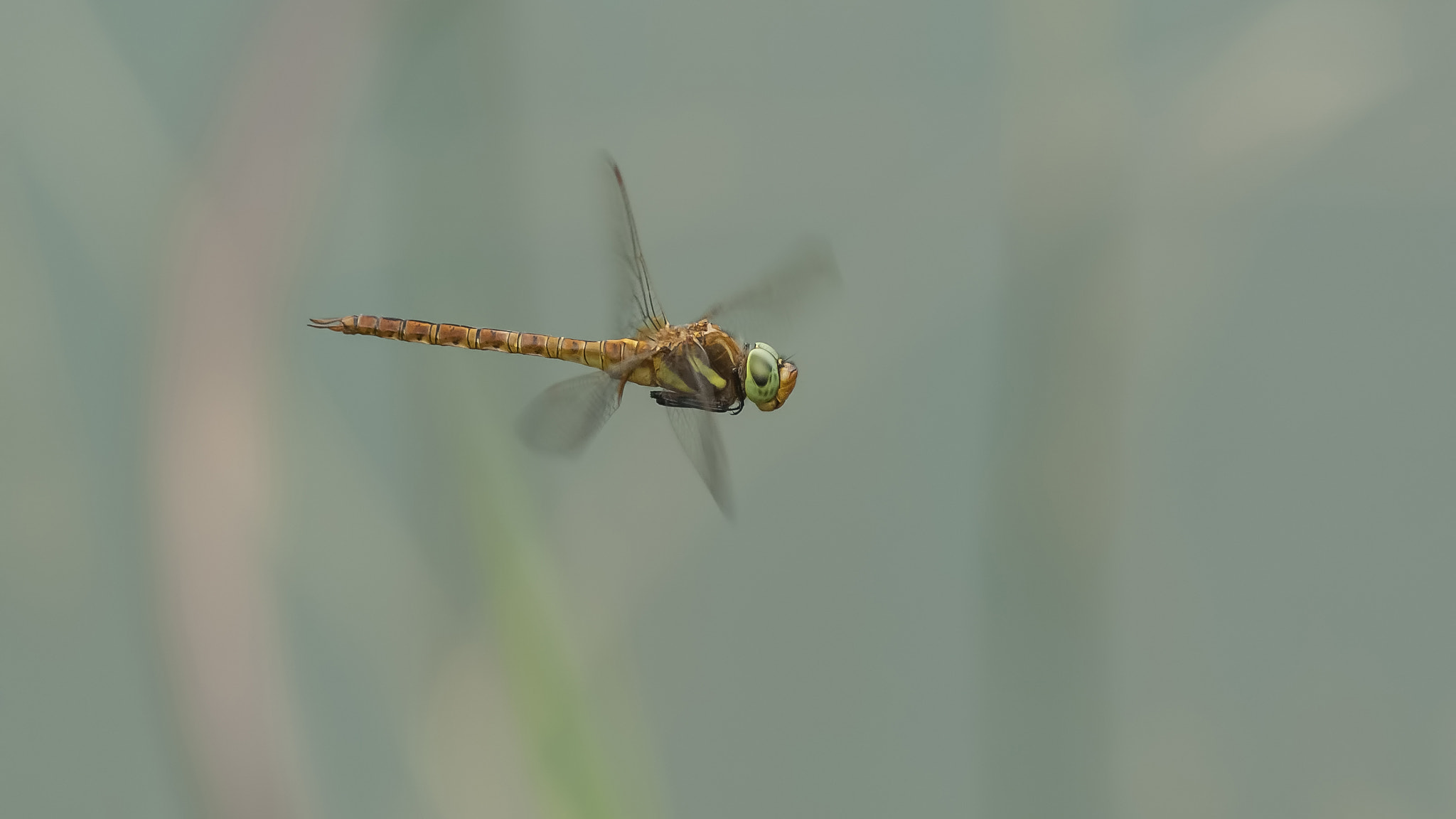 Nikon D2Xs + Nikon AF-S Nikkor 300mm F4D ED-IF sample photo. Green-eyed  blond  !! photography