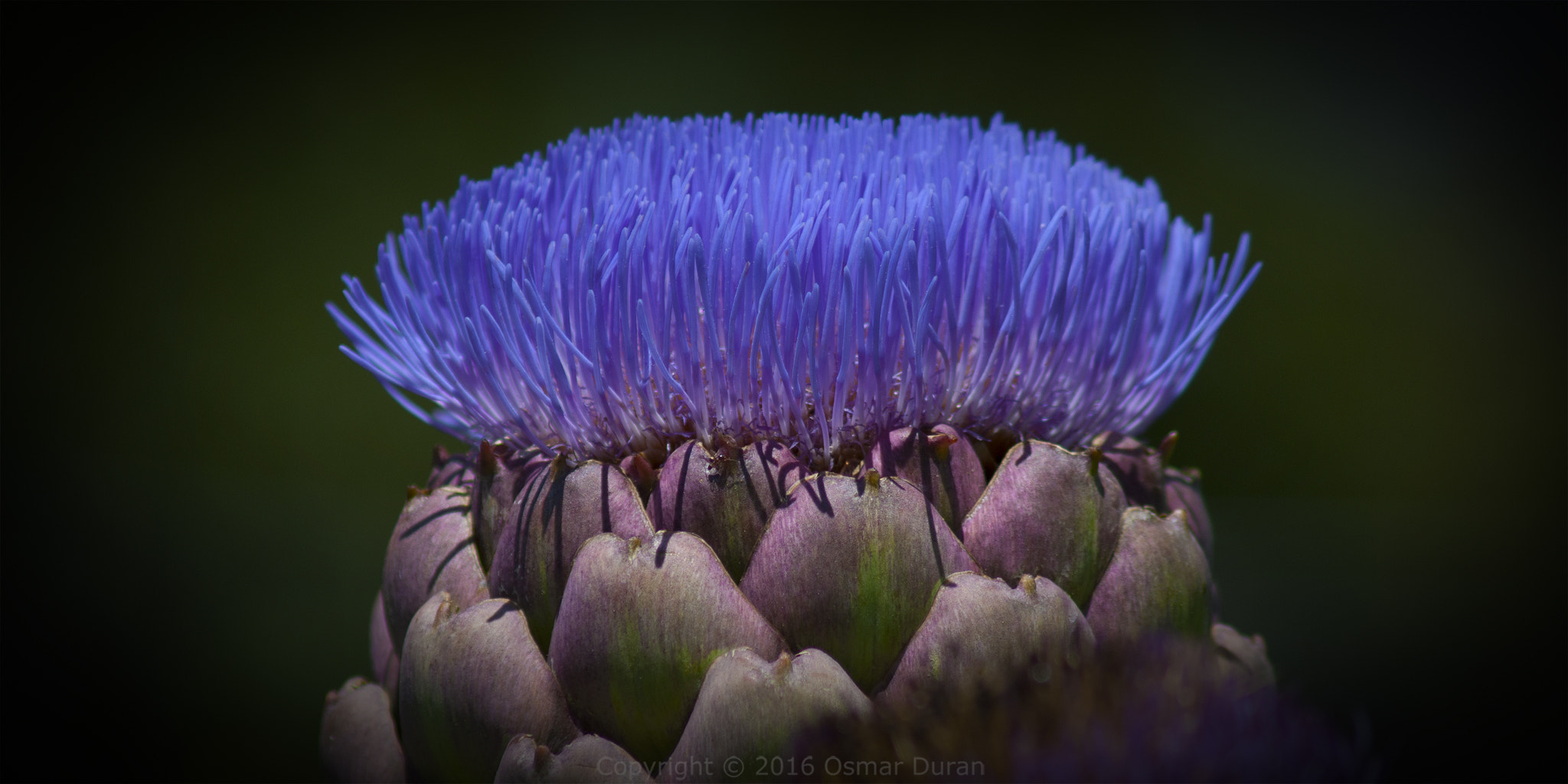 AF Zoom-Nikkor 75-300mm f/4.5-5.6 sample photo. Artichoke to be photography