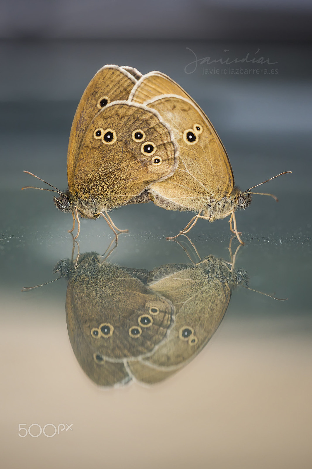 Sigma 180mm F3.5 EX DG Macro sample photo. Ringlet mating reflection photography