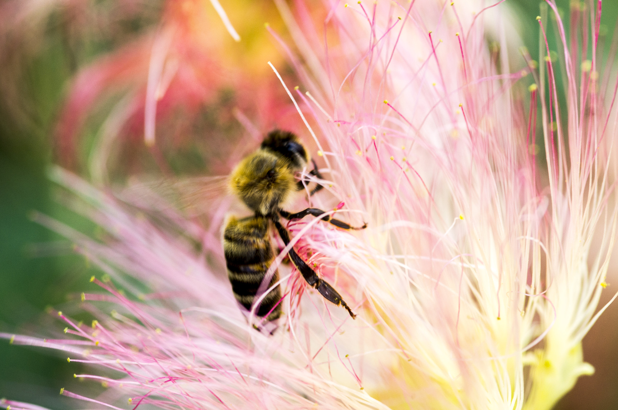 Pentax K-r + Sigma sample photo. Bee in the flower photography