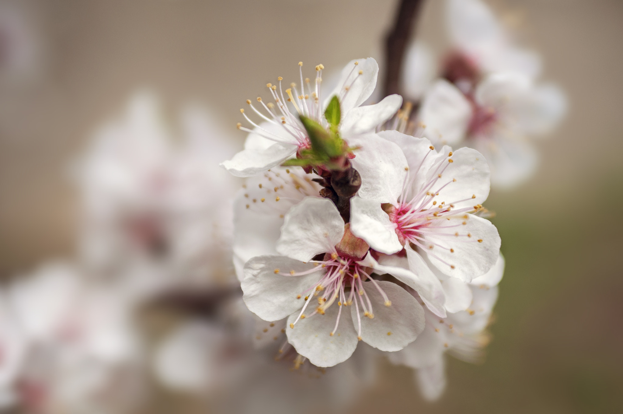 AF Zoom-Nikkor 35-70mm f/2.8 sample photo. ... photography