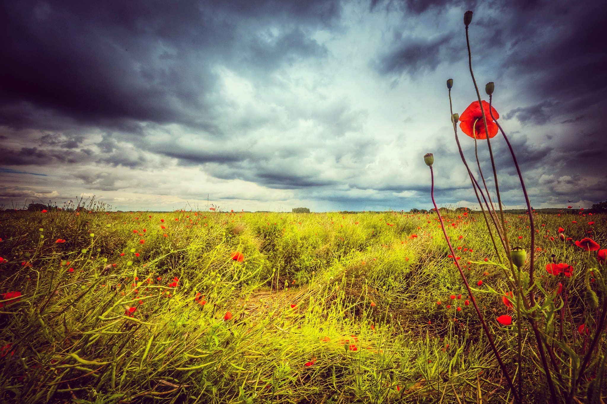 Sigma 8-16mm F4.5-5.6 DC HSM sample photo. Poppy photography