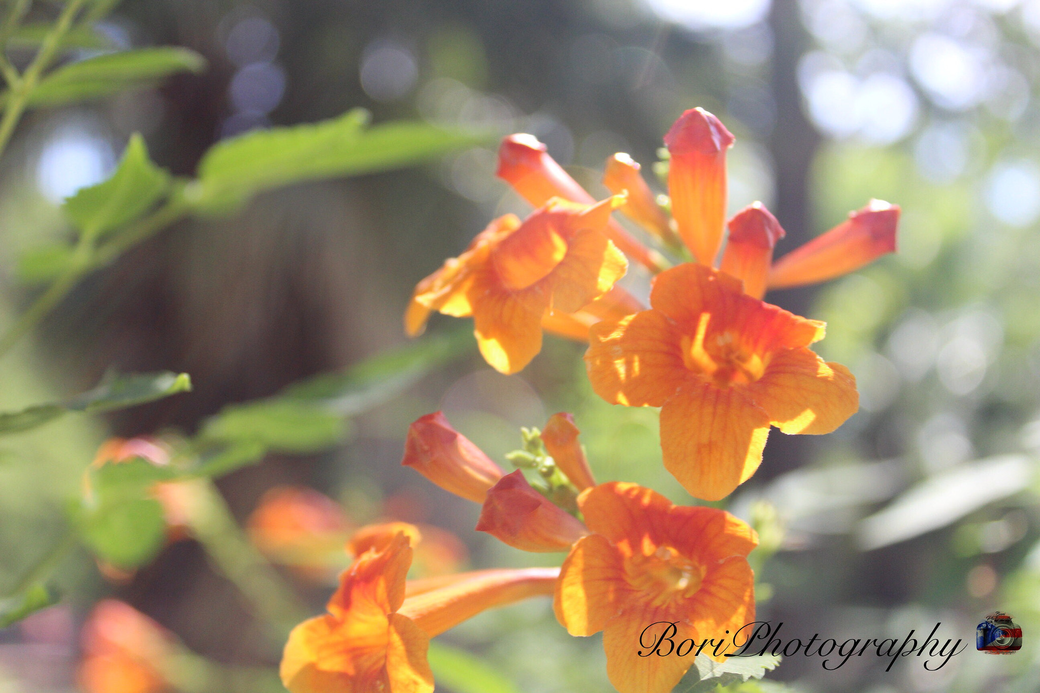 Canon EF-S 18-55mm F3.5-5.6 IS II sample photo. Great summer day. photography