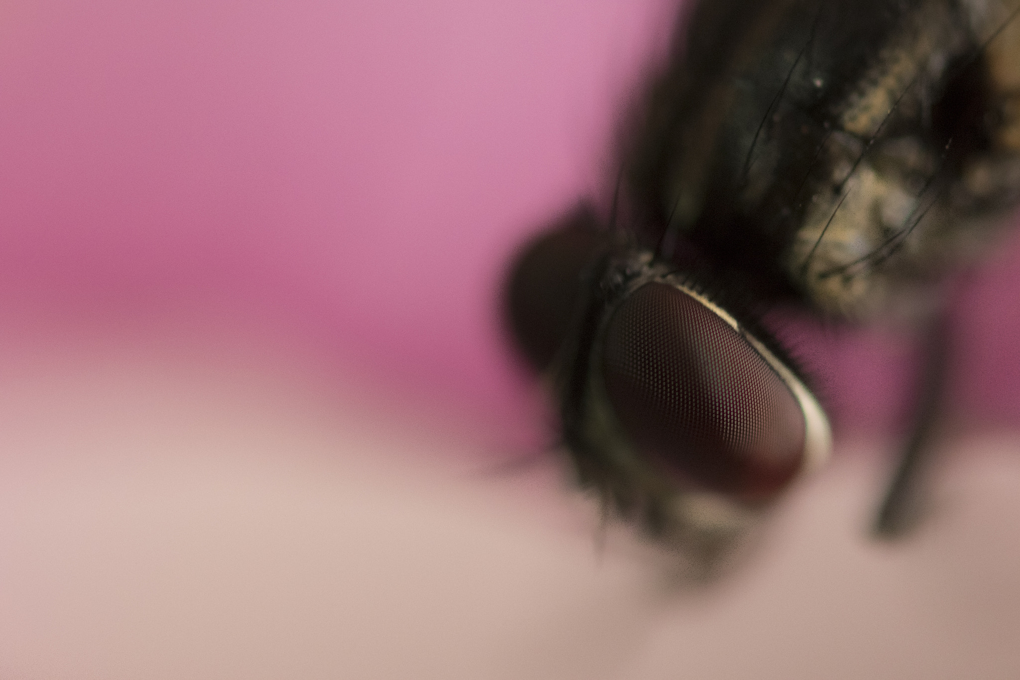 Canon MP-E 65mm F2.5 1-5x Macro Photo sample photo. Fly photography